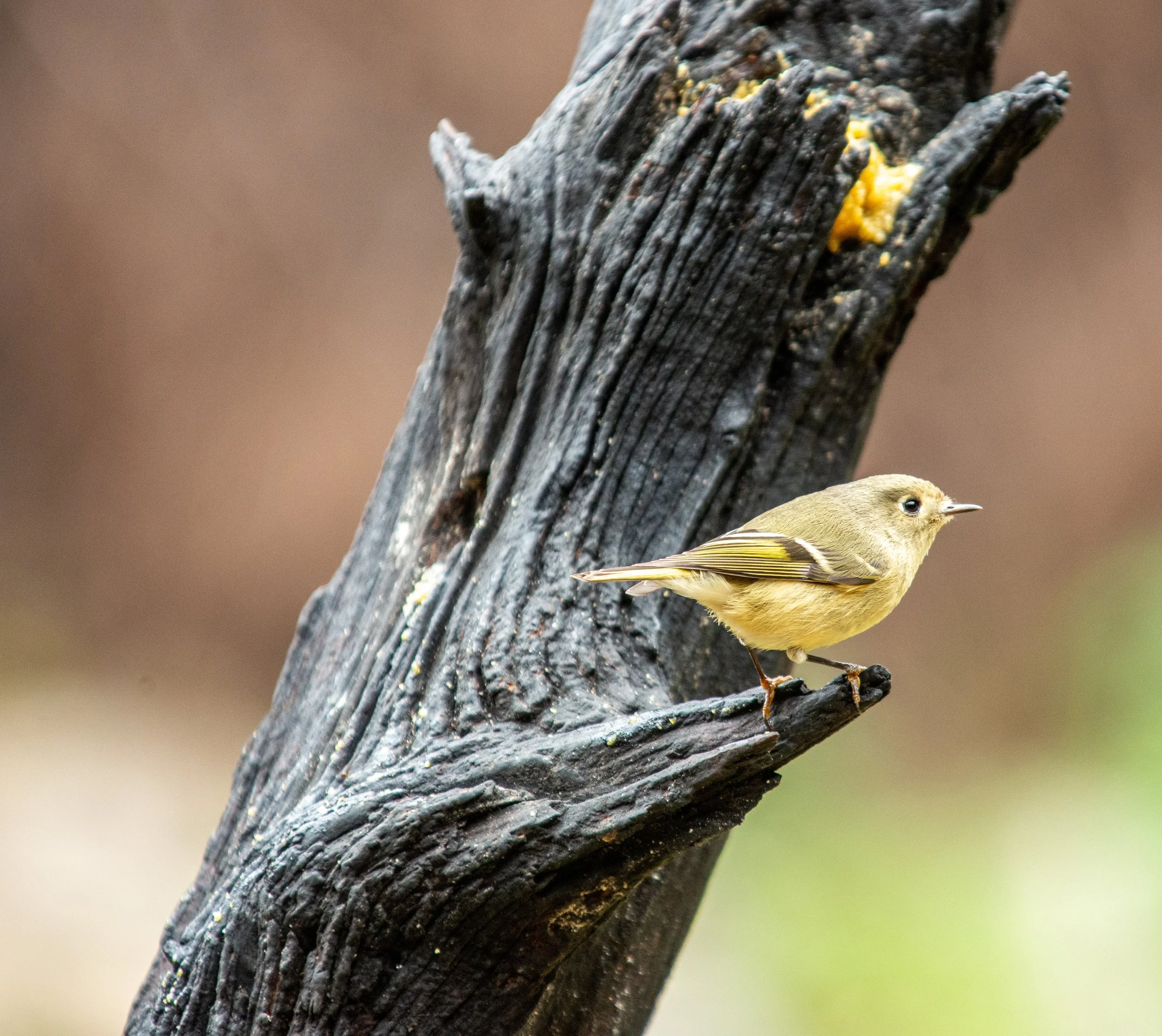 Pedernales Falls SP-006.jpg