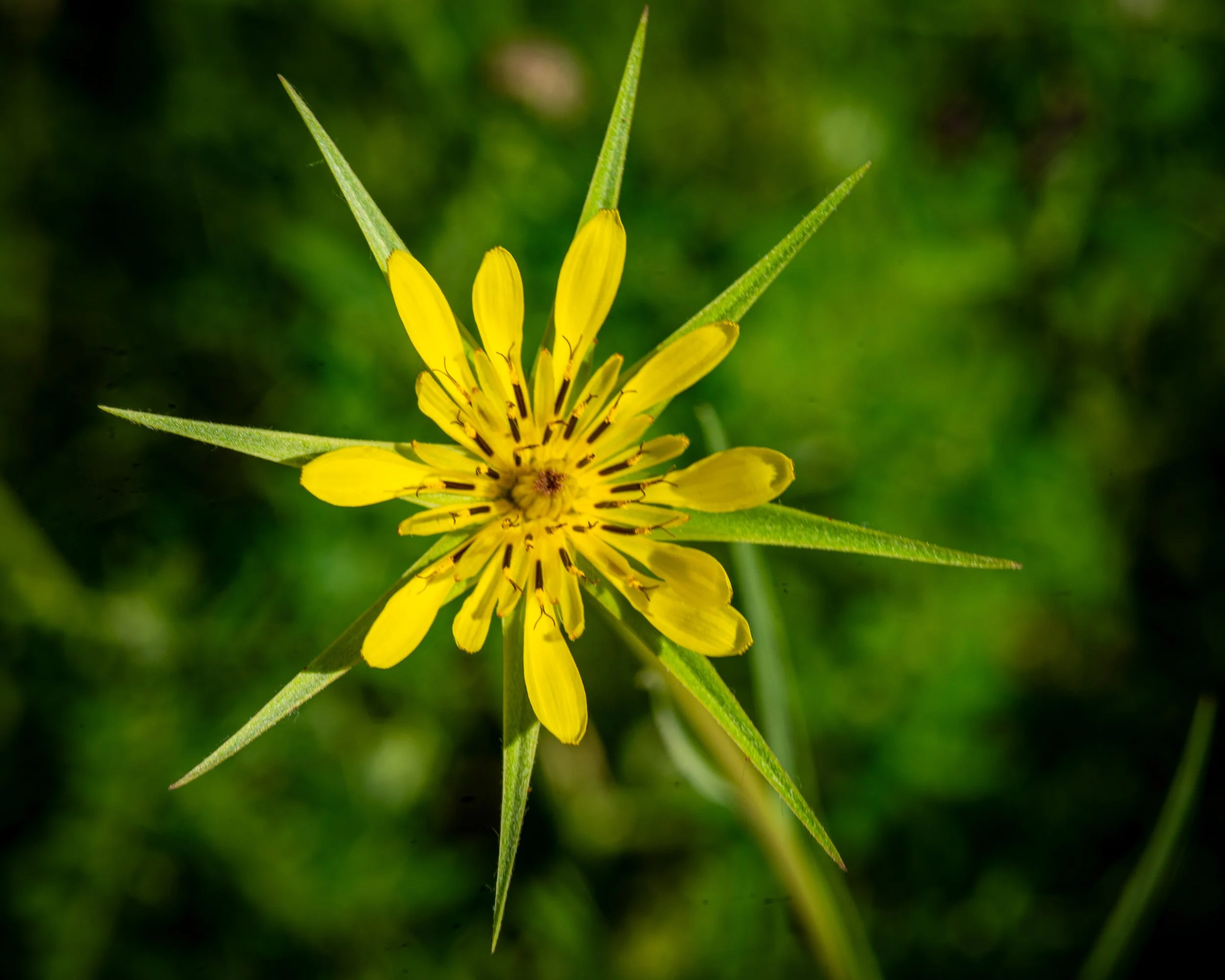 Fernie Flowers-3.jpg