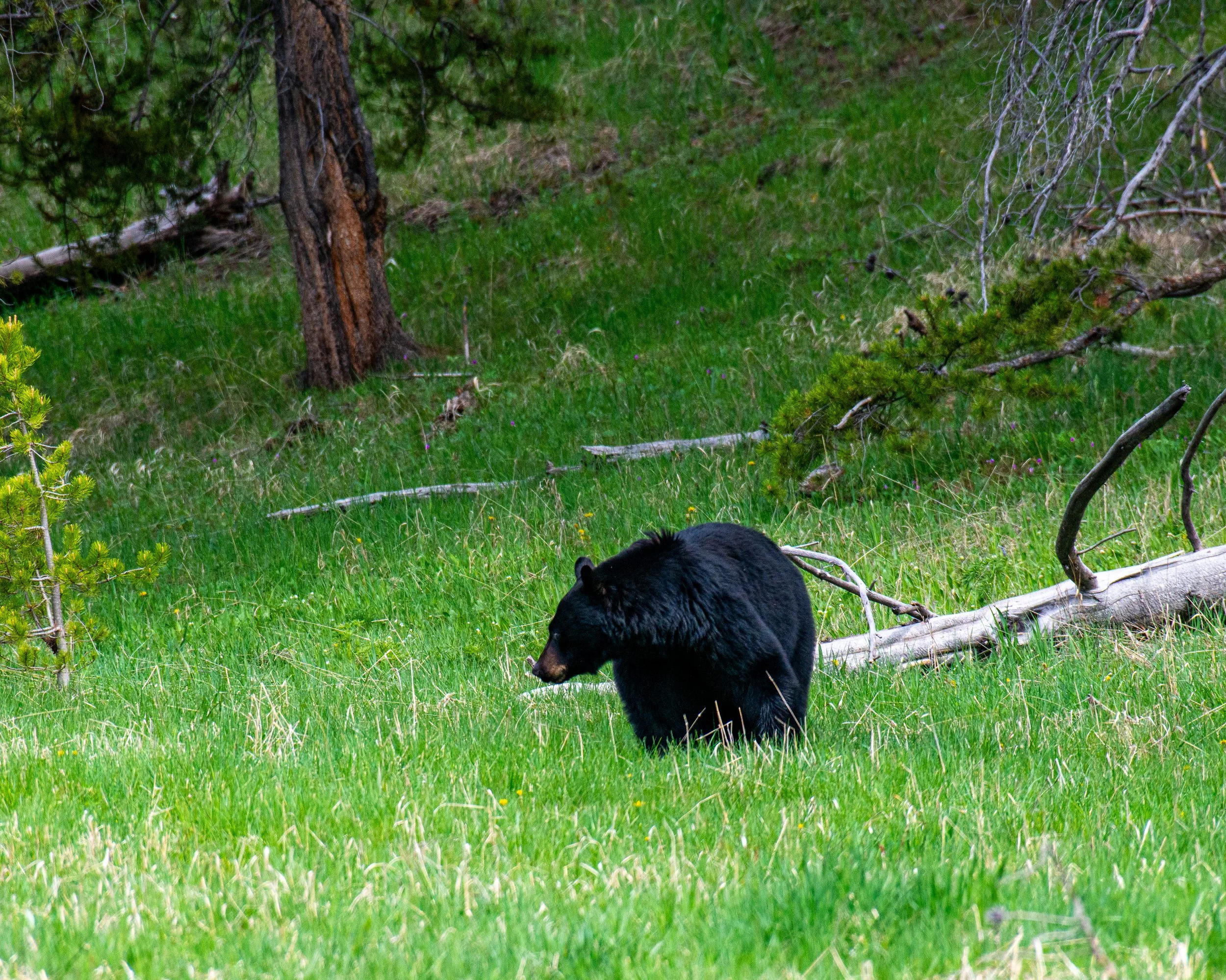 Yellowstone NP-962.jpg
