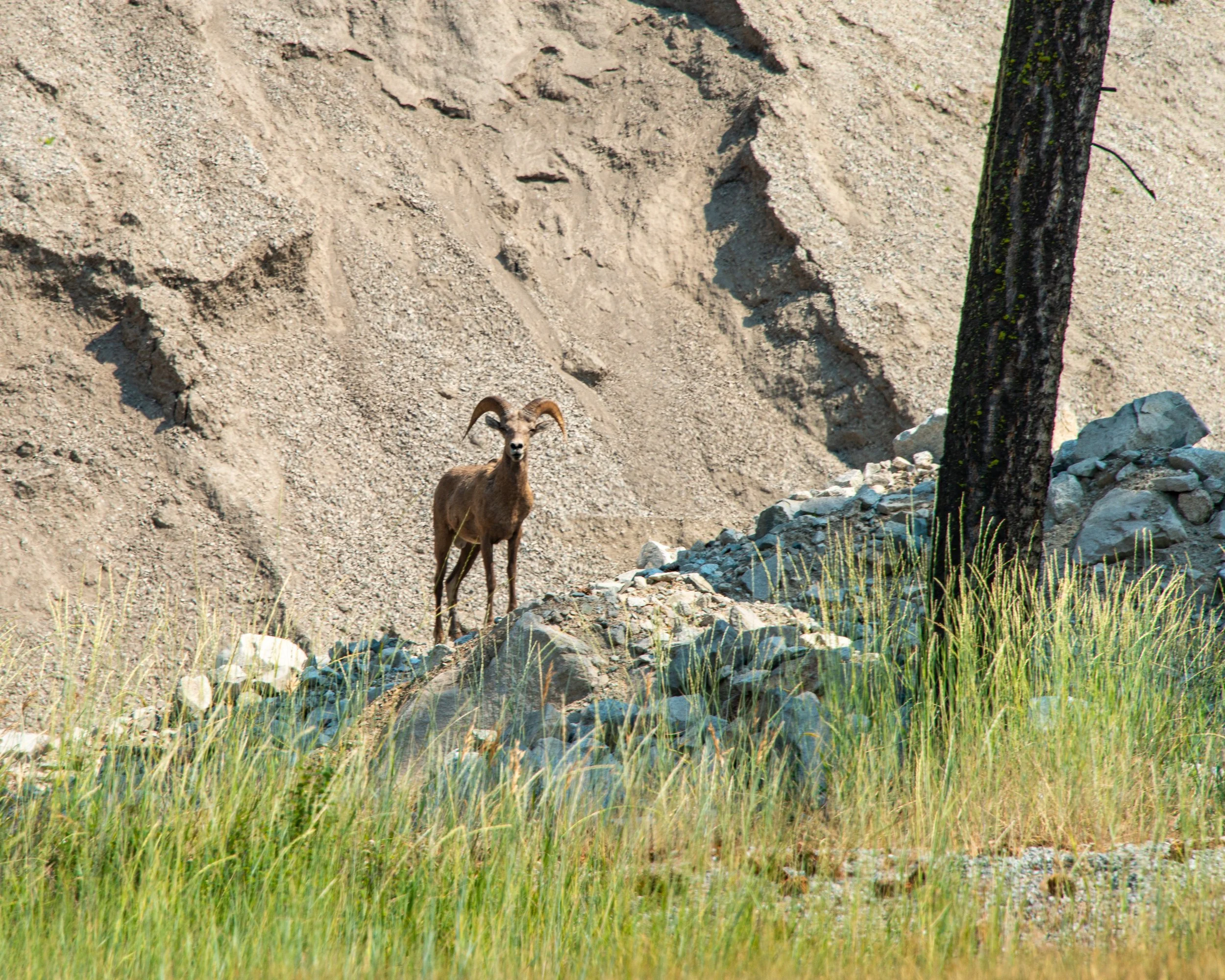 Sula-130.jpg
