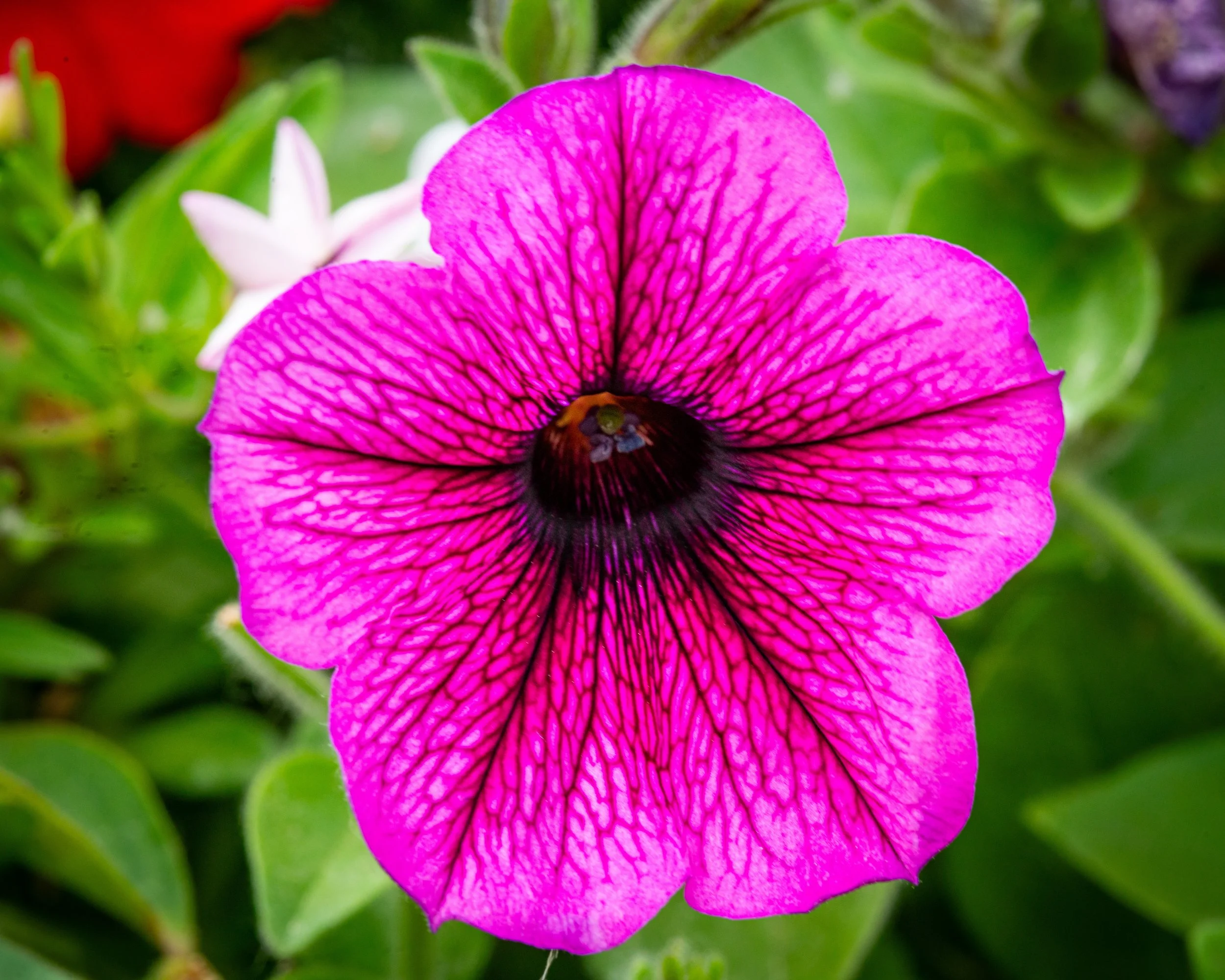 Fernie Flowers-498.jpg
