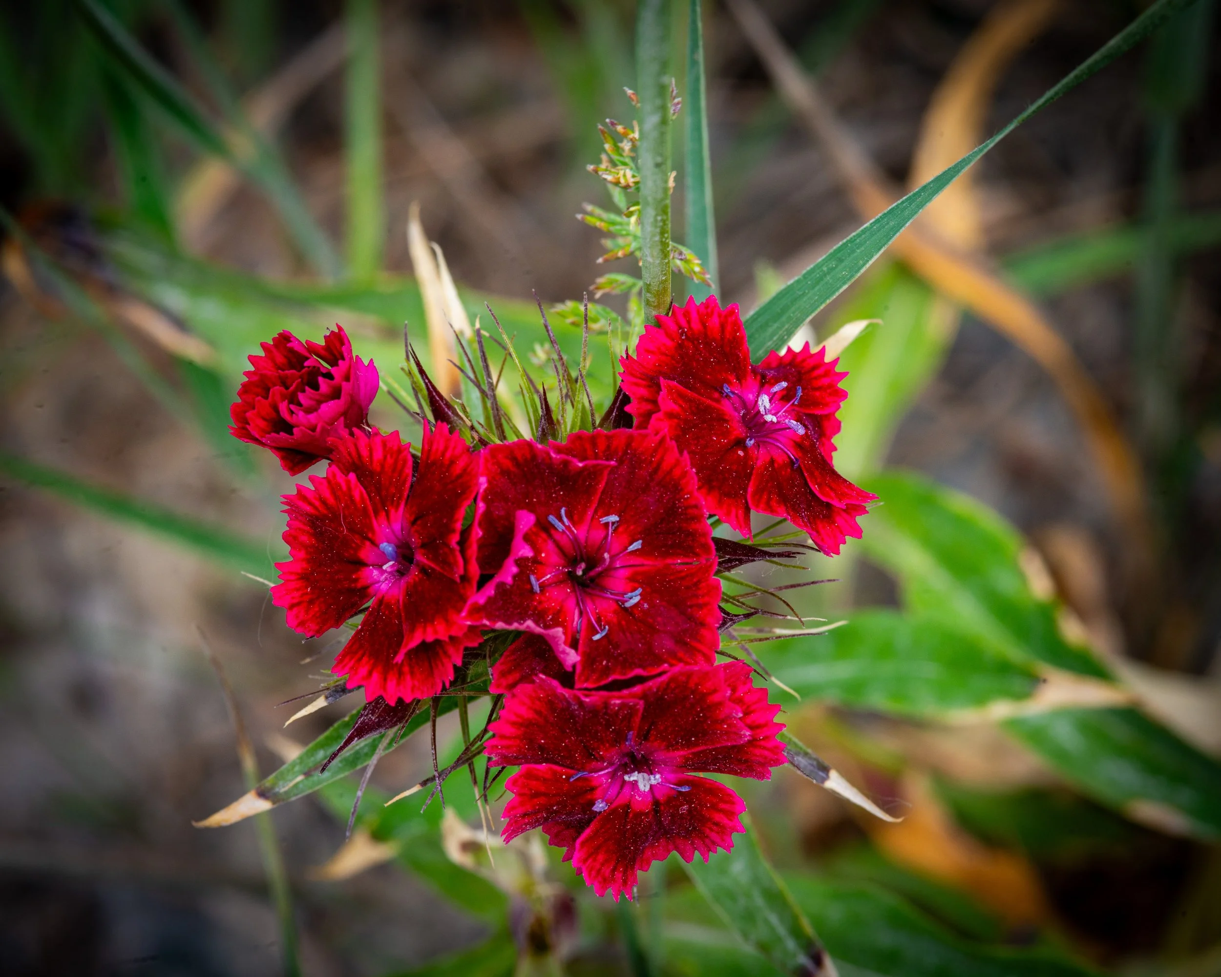 Fernie Flowers-506.jpg