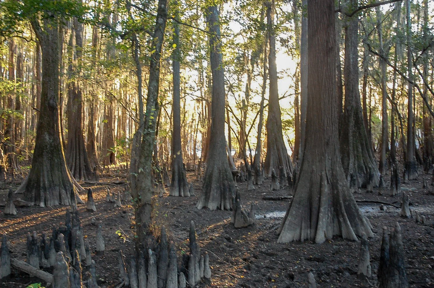 Caddo Lake SP-006.jpg
