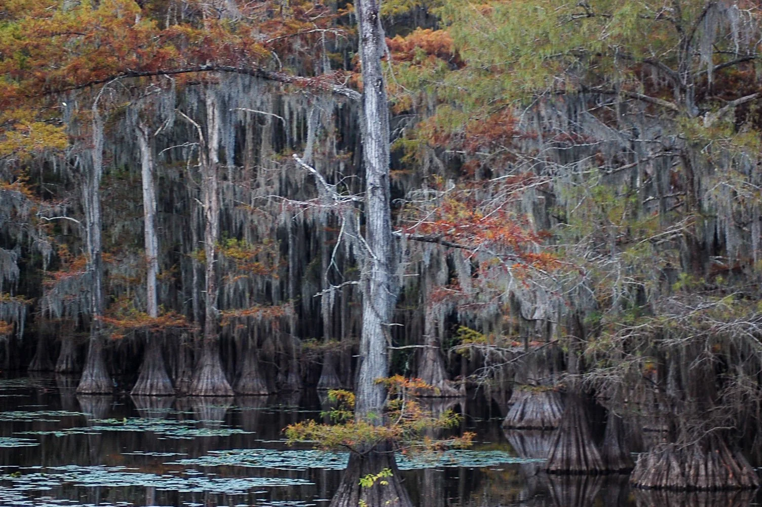 Caddo Lake SP-045.jpg