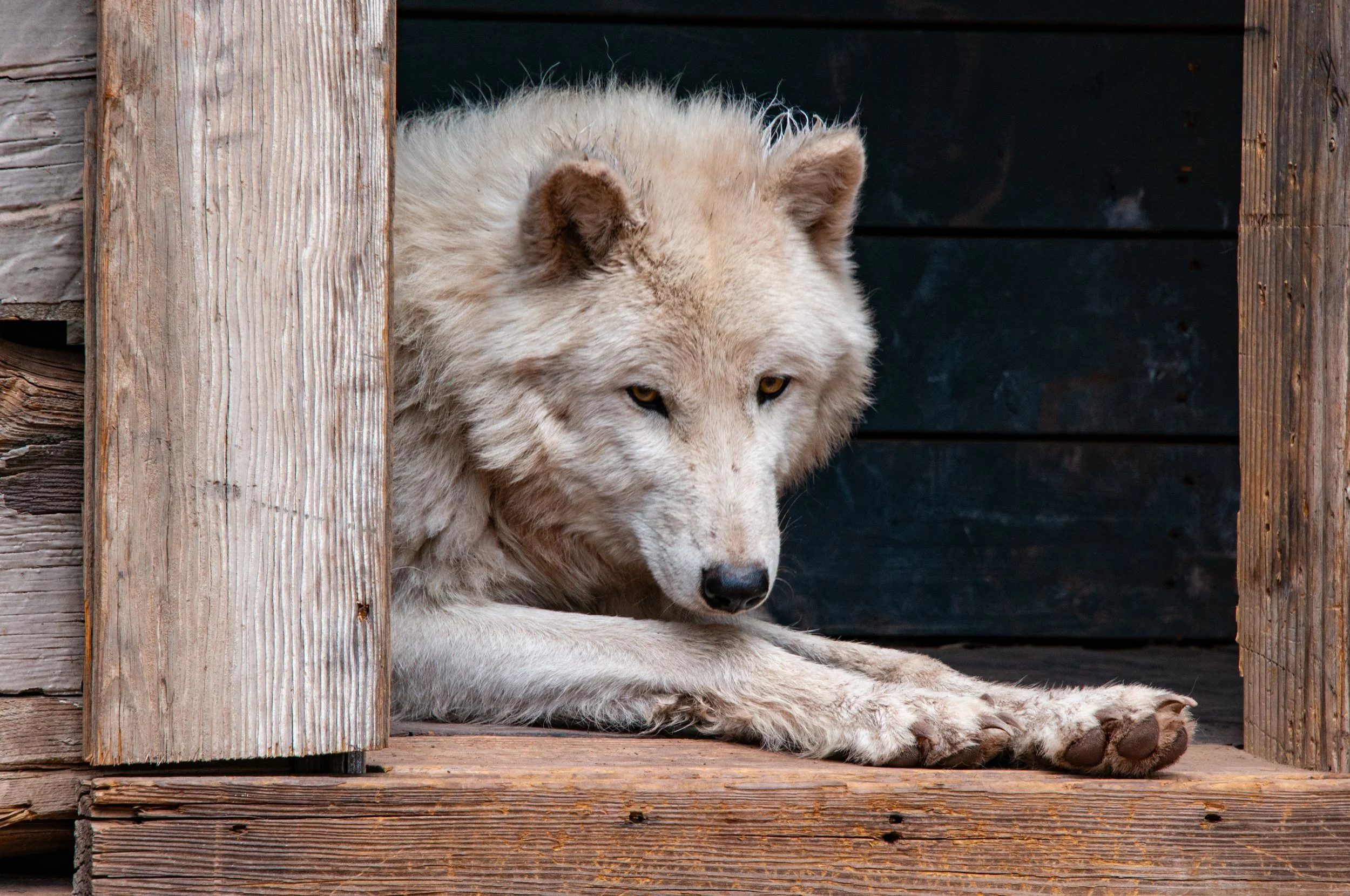 Bearizona WP-226.jpg