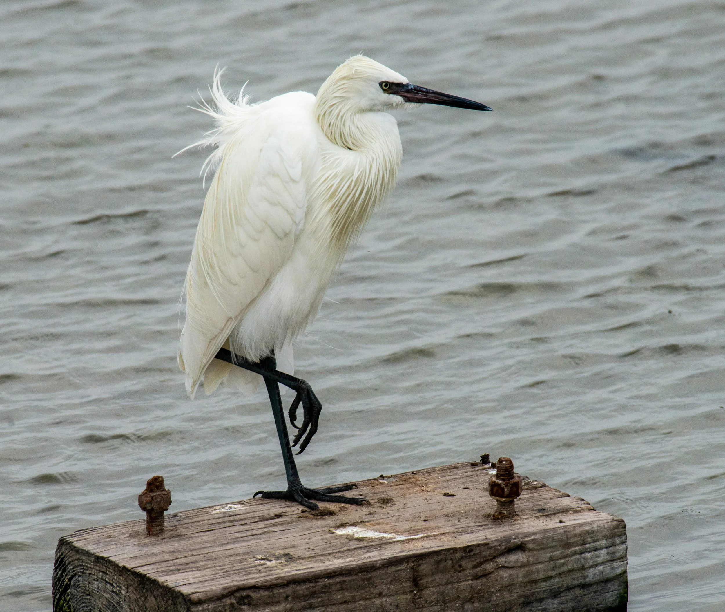 Port Aransas Birds-446.jpg