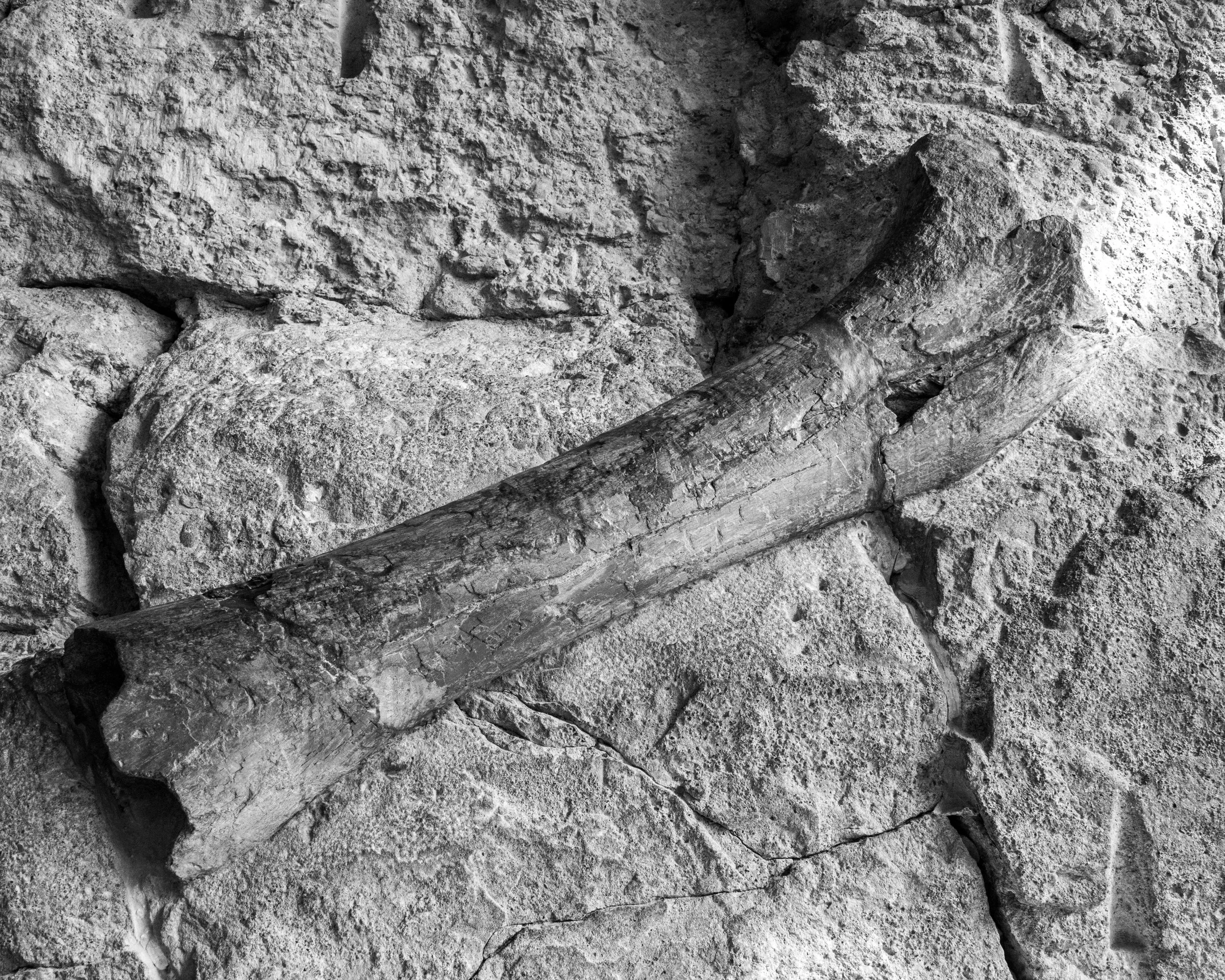 Dinosaur NM-129.jpg