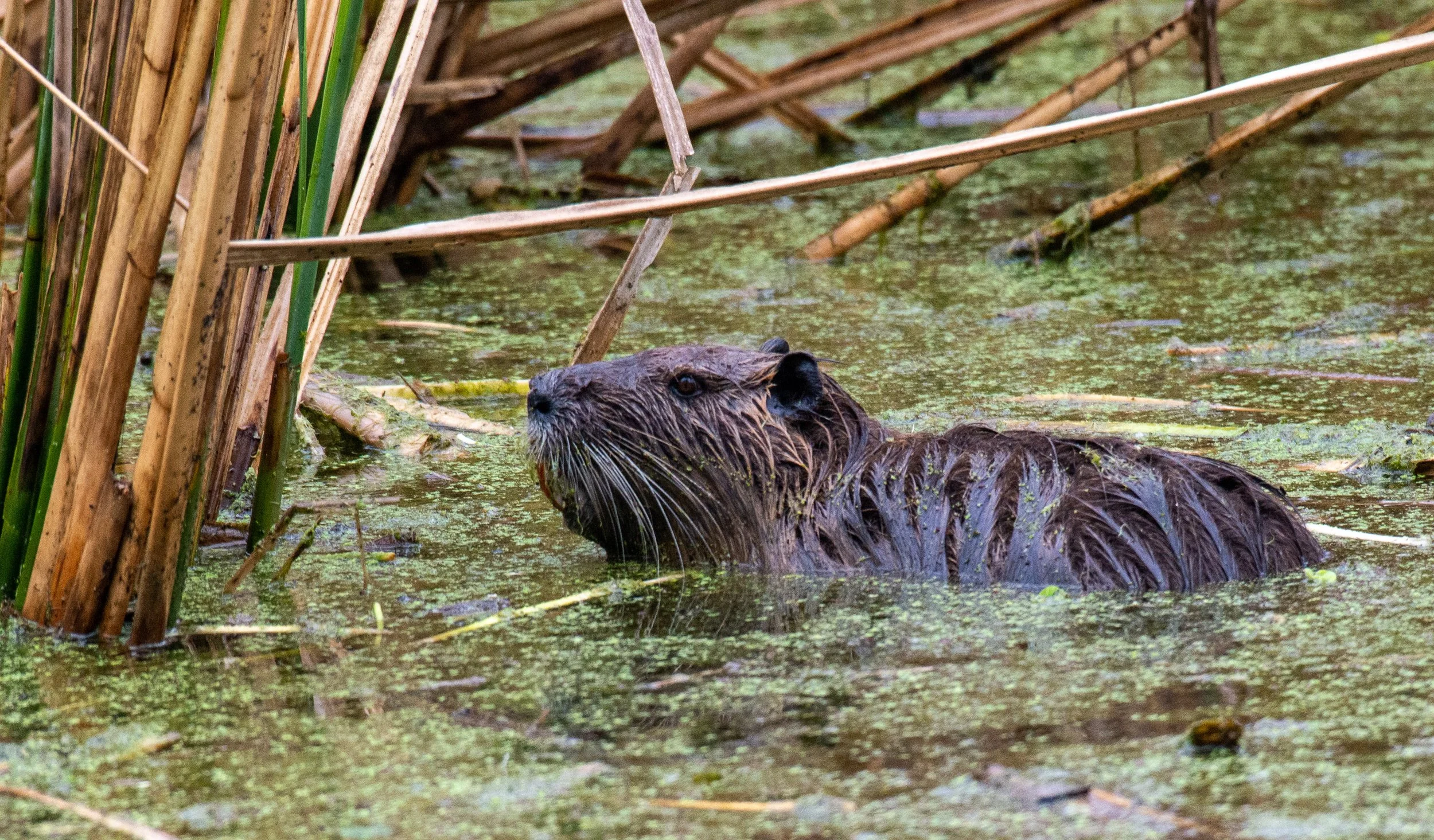 Brazos Bend SP-580.jpg