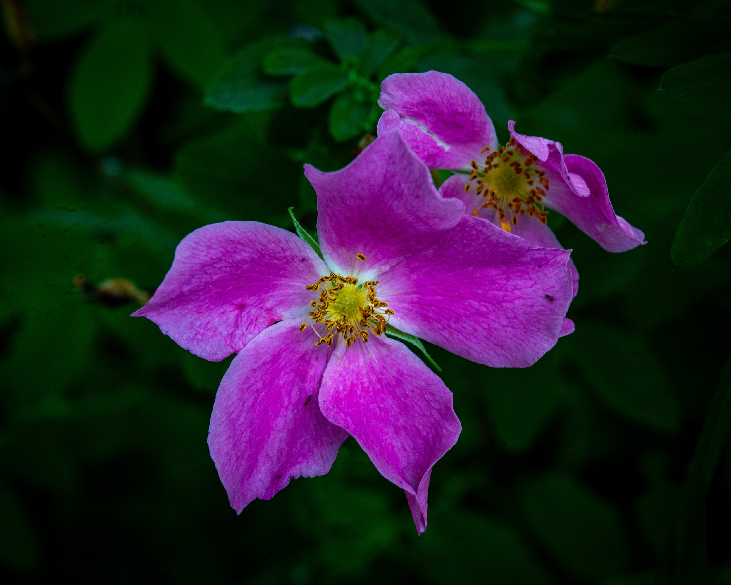 Fernie Flowers-200.jpg