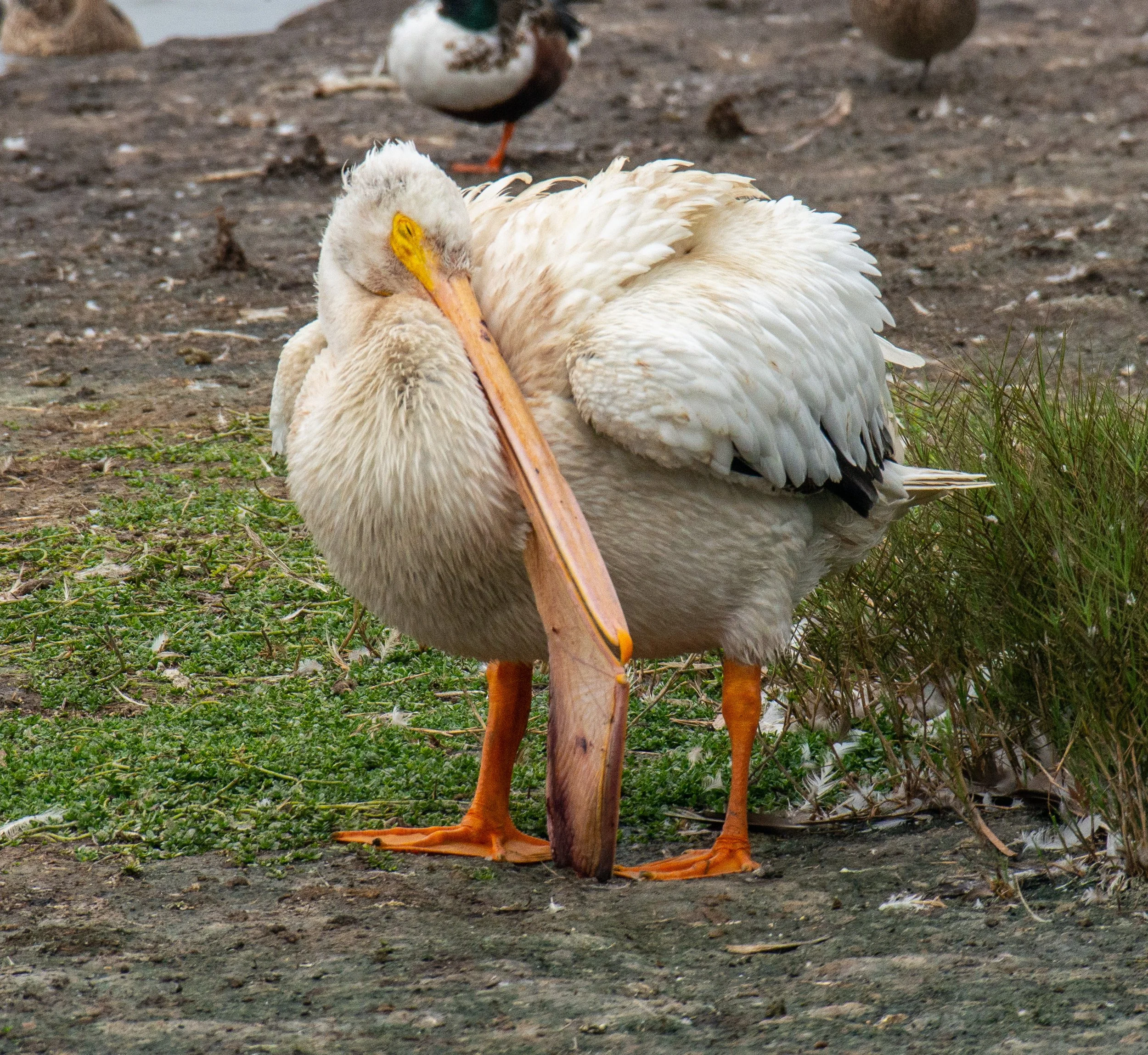 Port Aransas Birds-175.jpg
