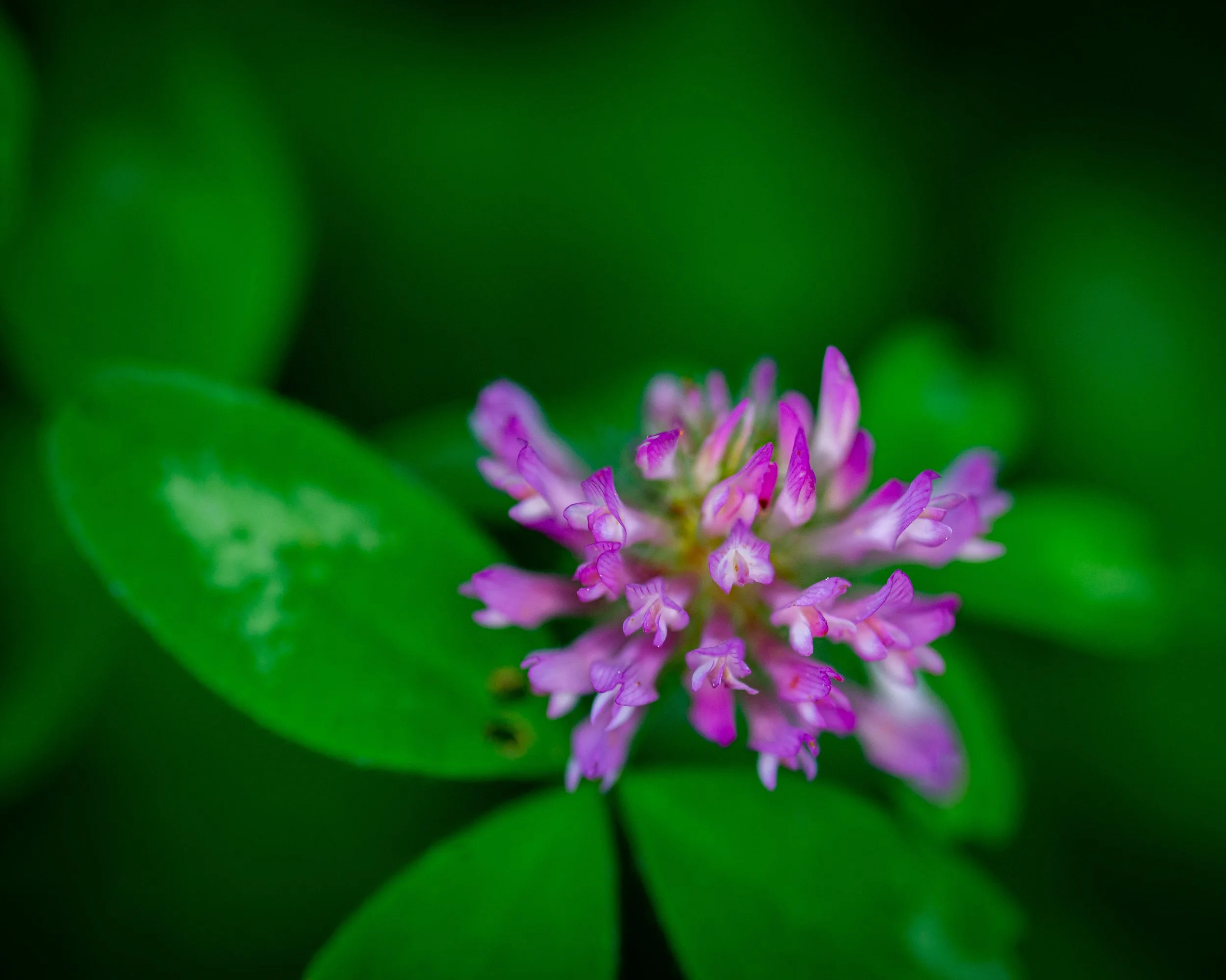 Fernie Flowers-63.jpg