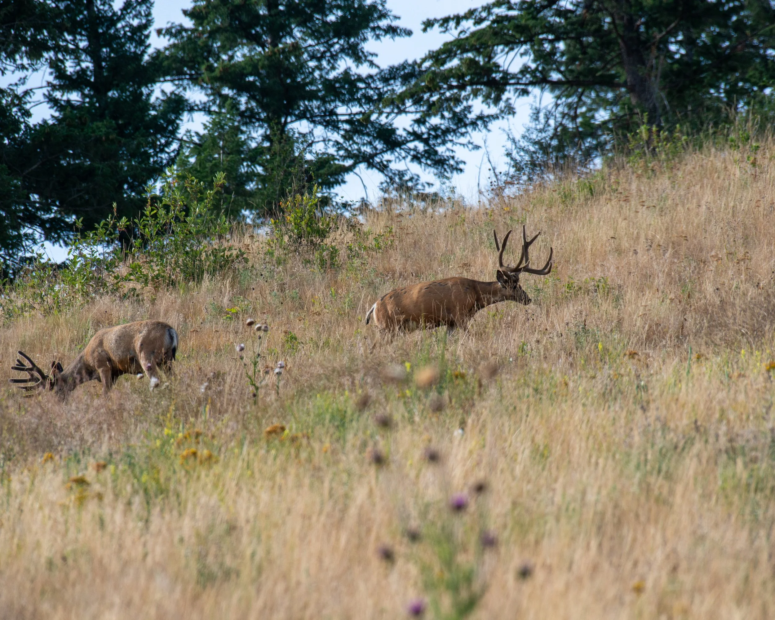 CSKT Bison Range-21.jpg