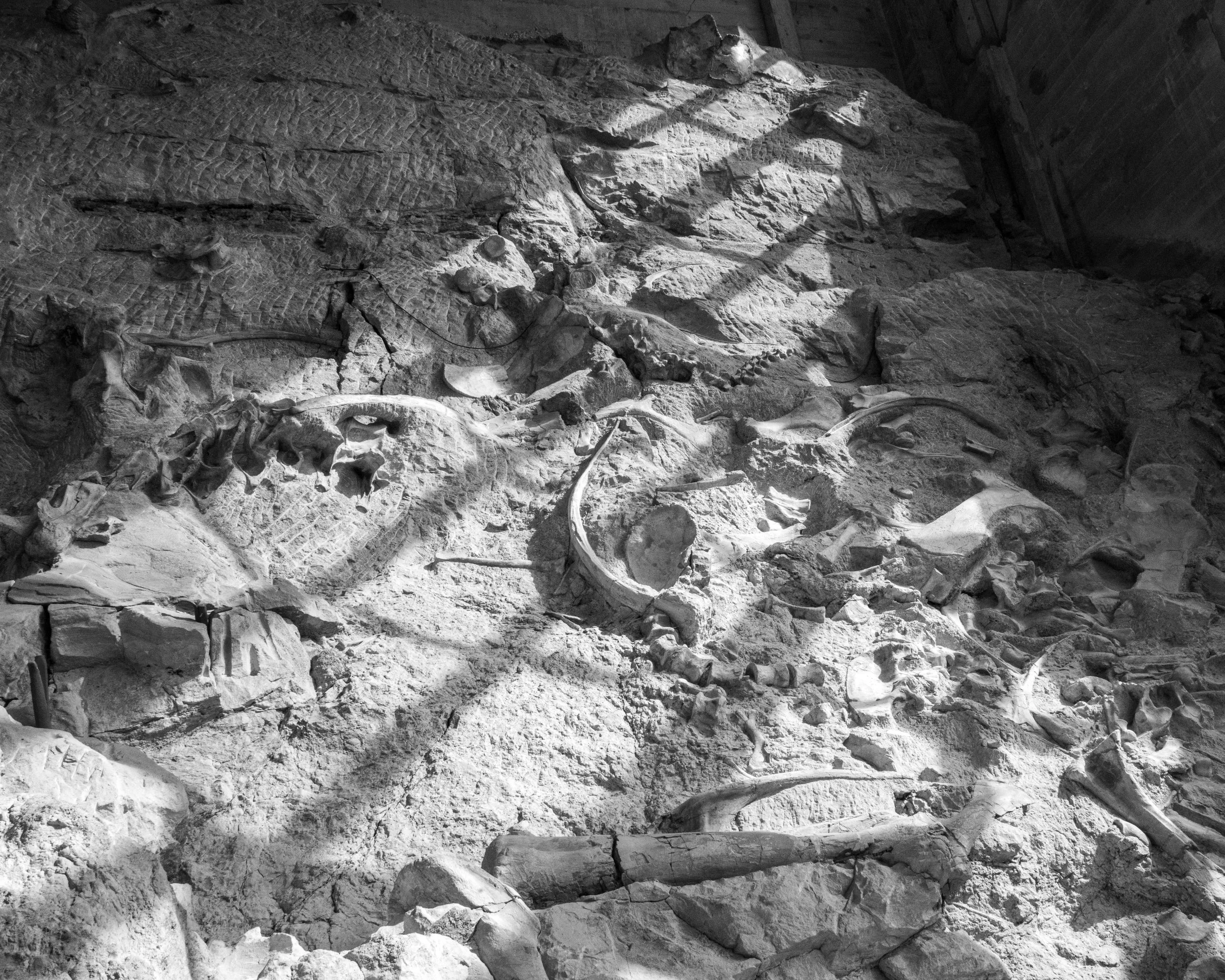 Dinosaur NM-136.jpg