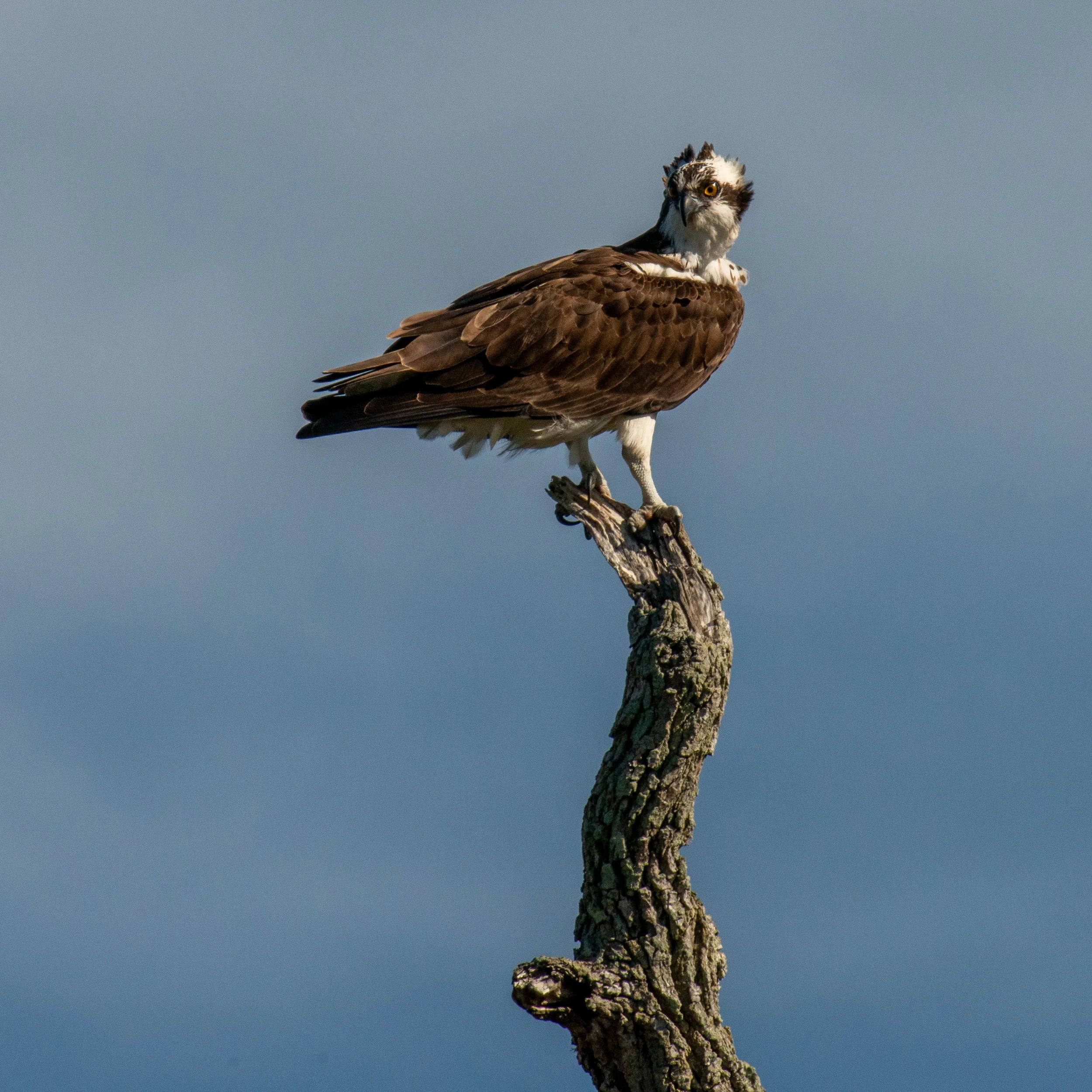 Whooping Crane Tour-580.jpg