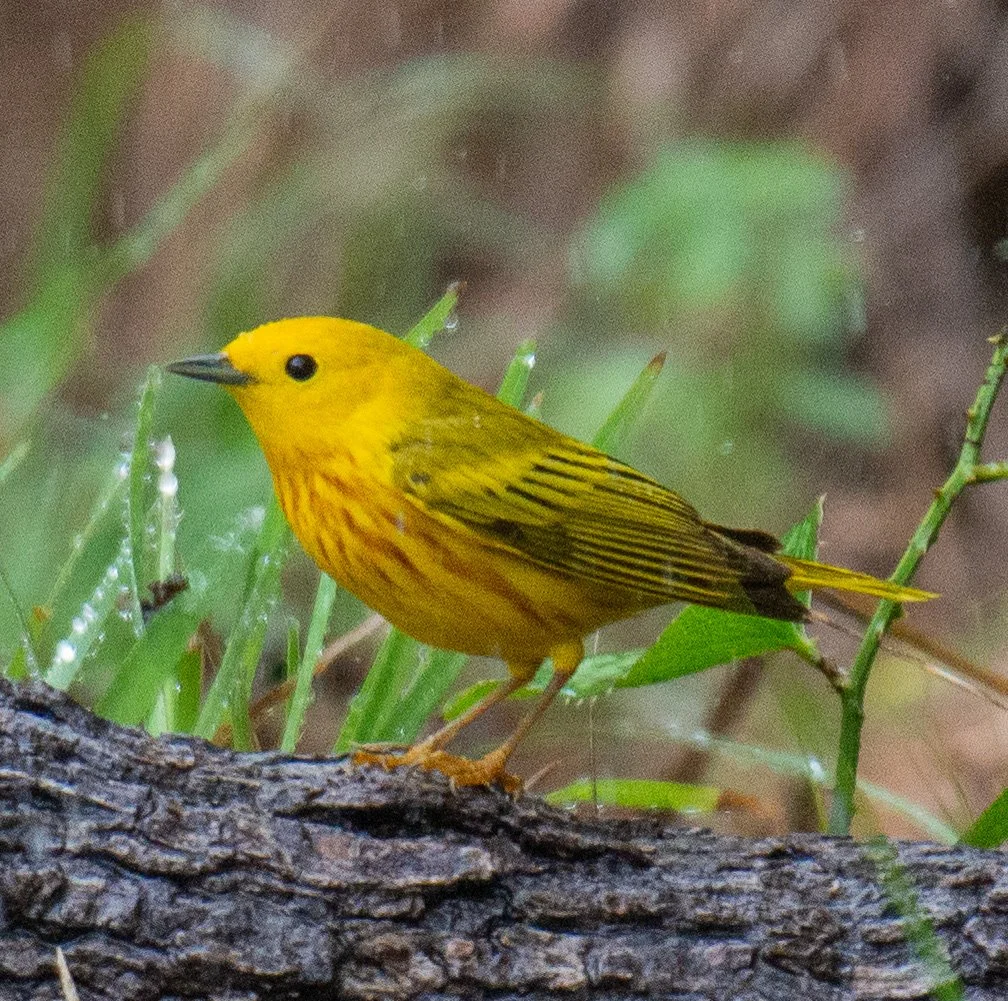 Goose Island SP-089.jpg