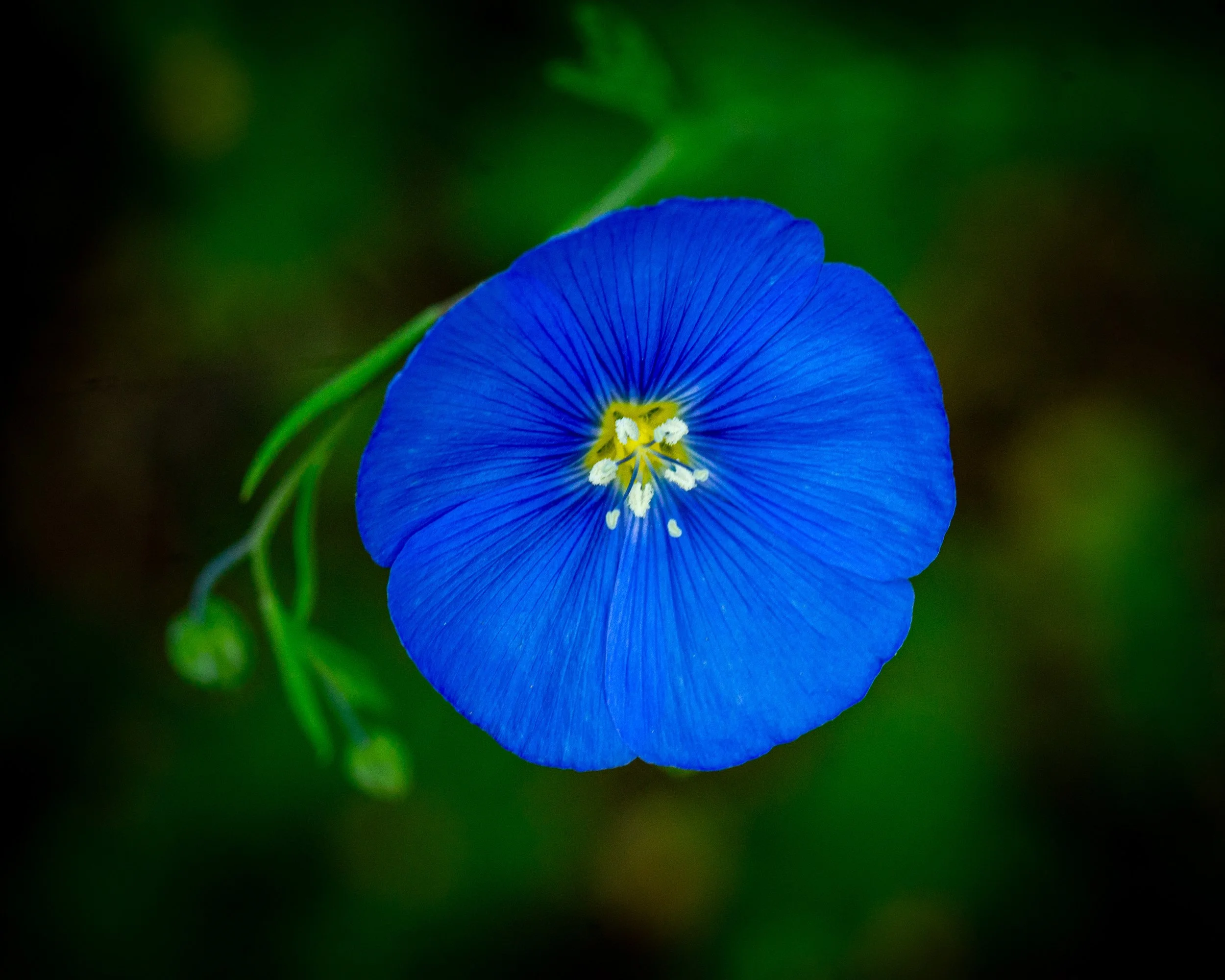 Fernie Flowers-271.jpg