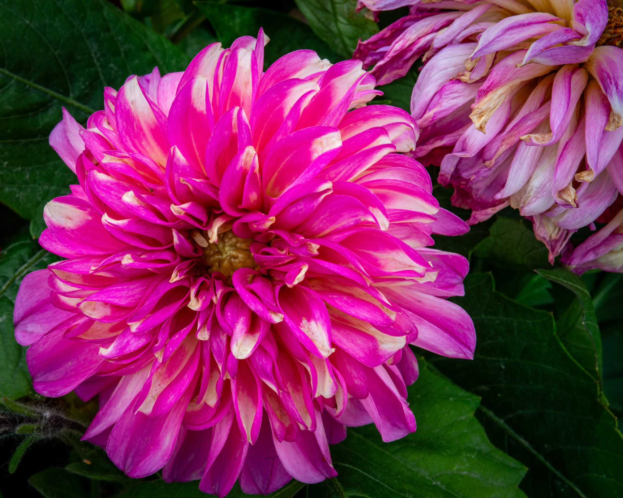 Fernie Flowers-483.jpg