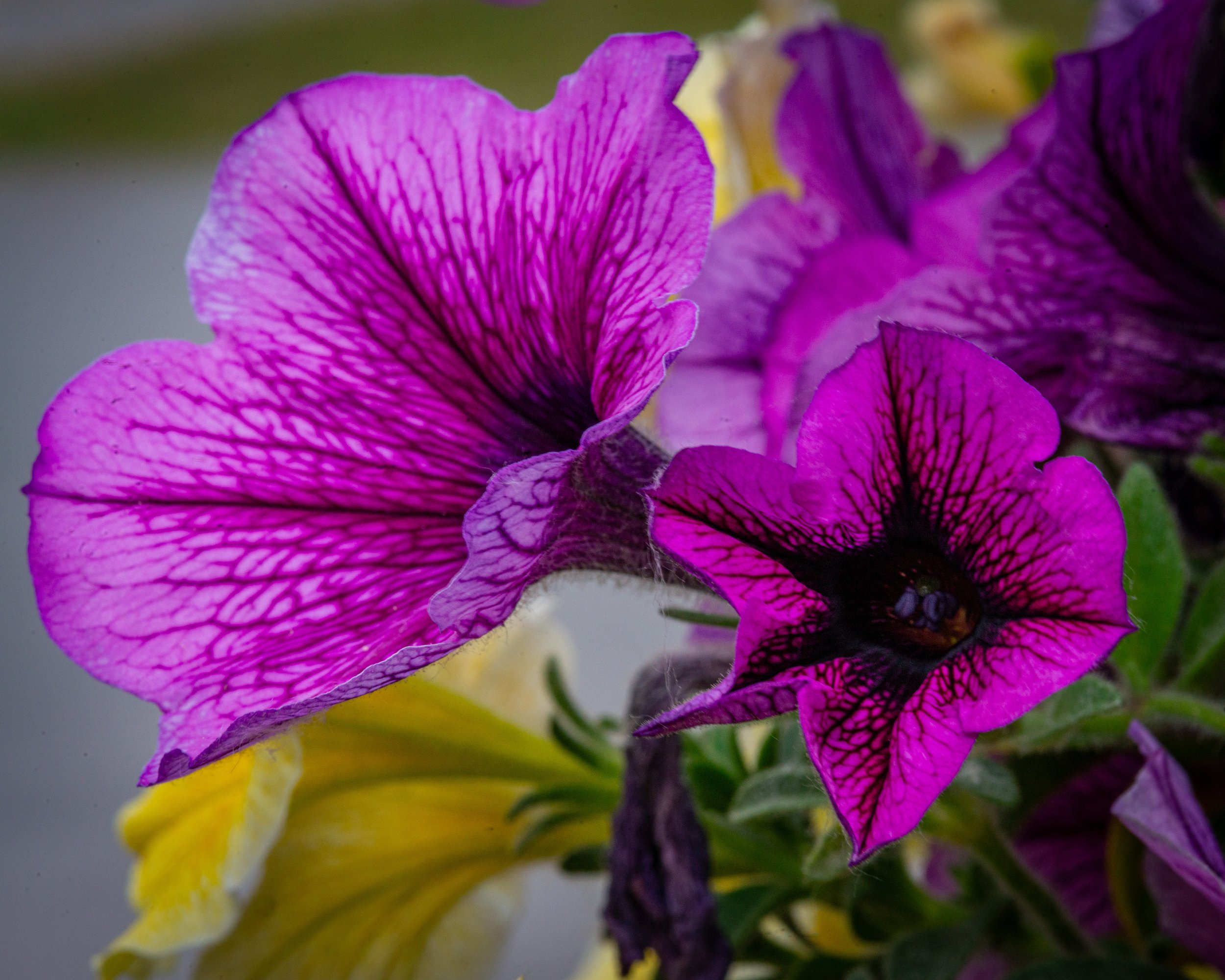 Fernie Flowers-354.jpg