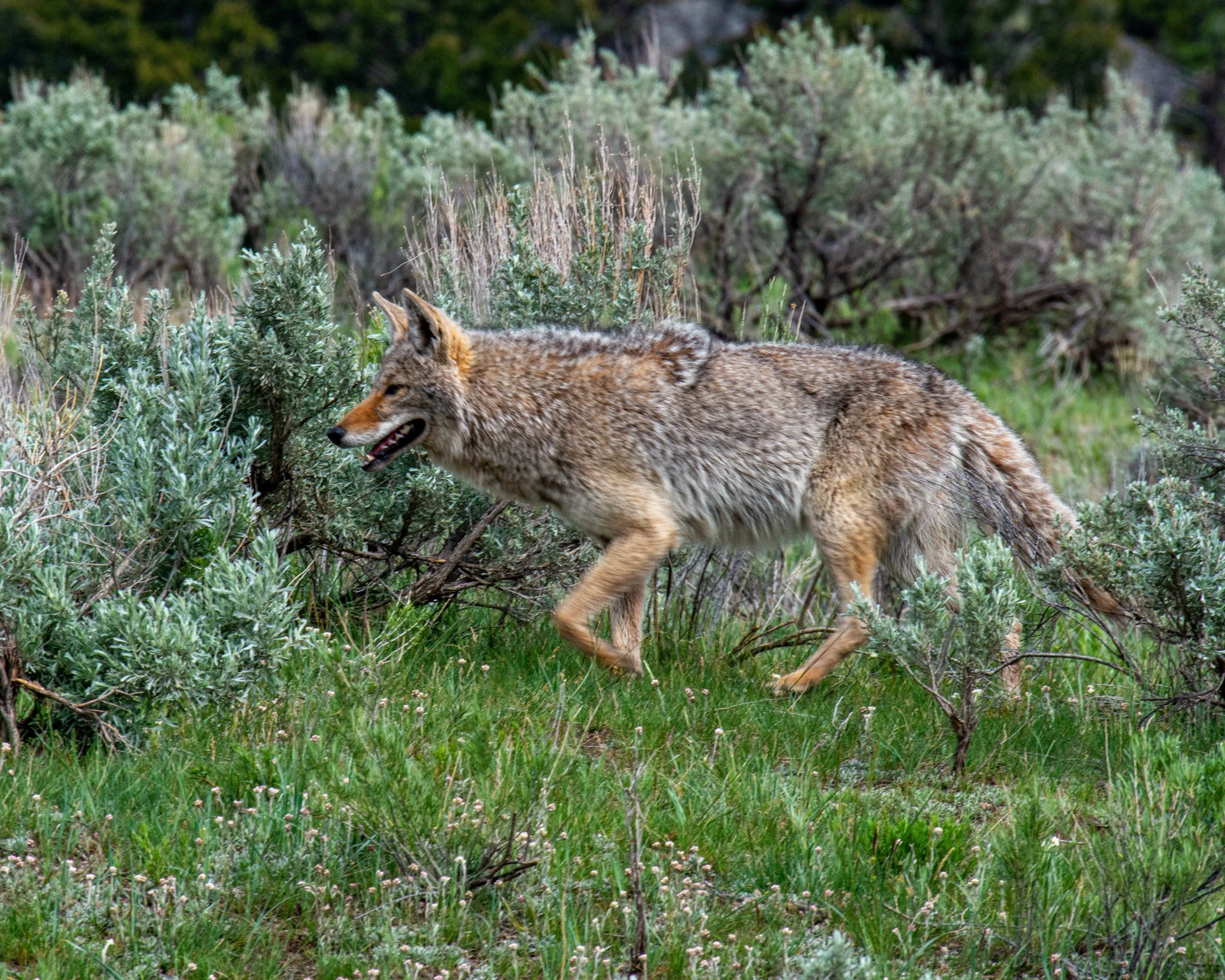 Yellowstone NP-911.jpg
