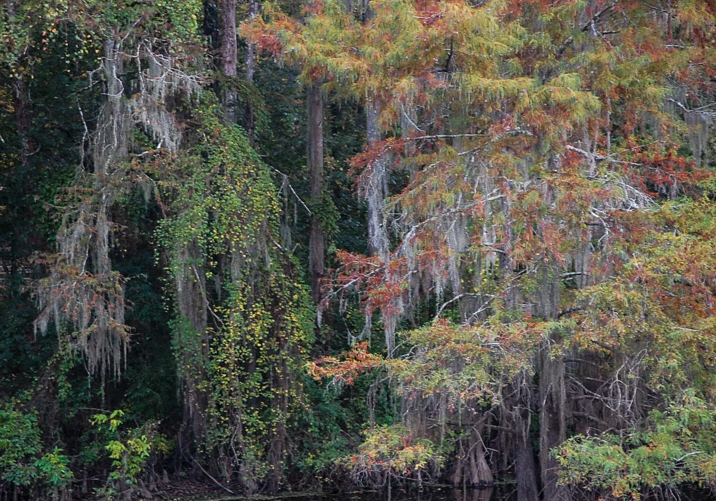 Caddo Lake SP-054.jpg