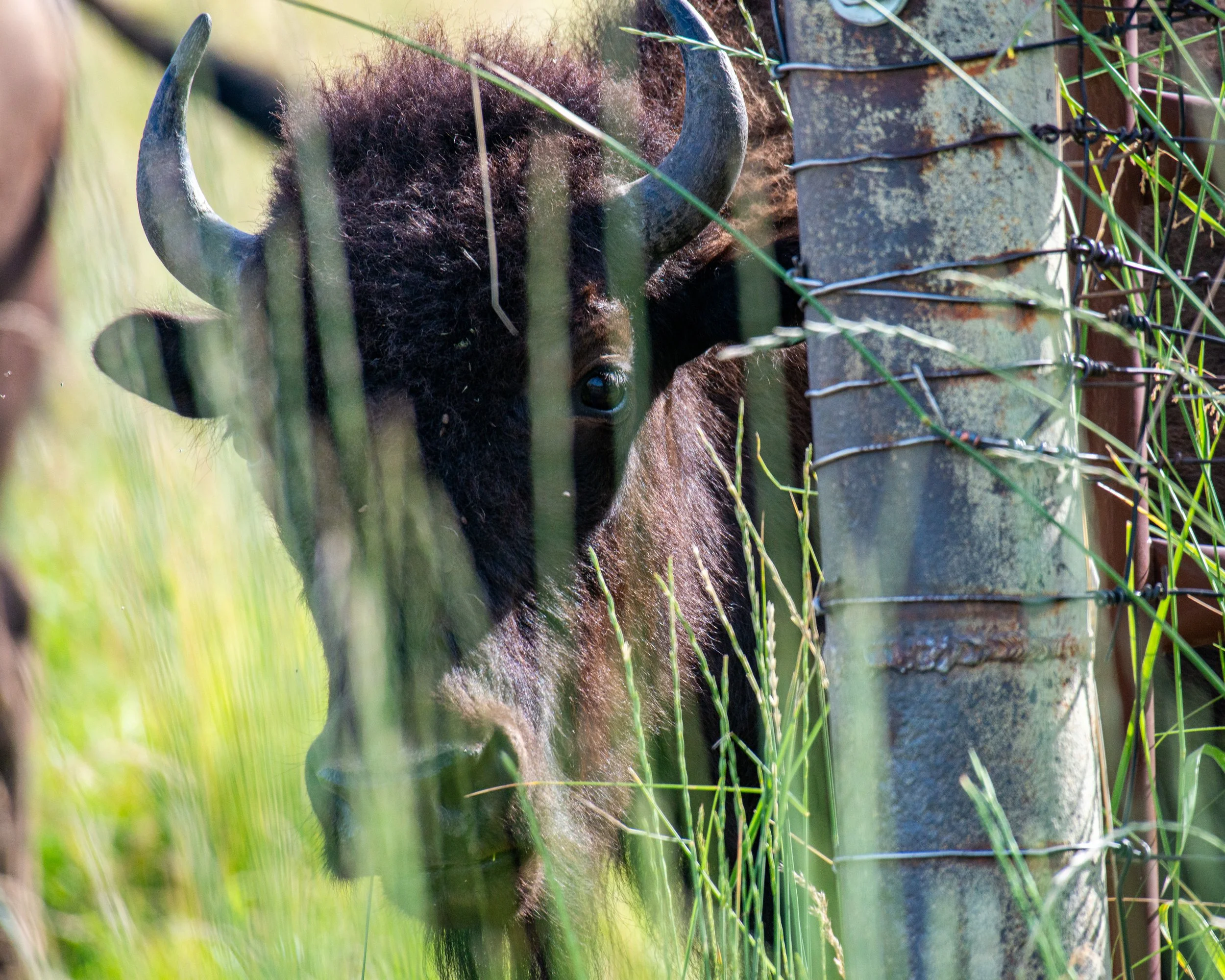 CSKT Bison Range-40.jpg