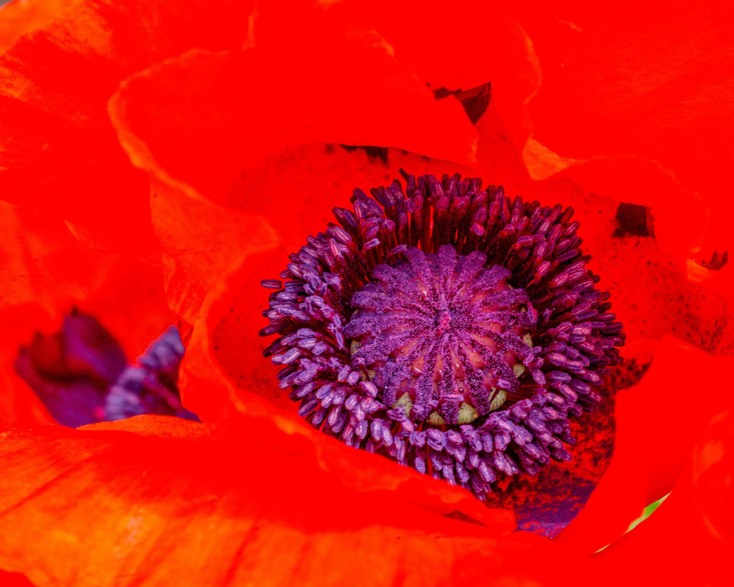 Fernie Flowers-398.jpg