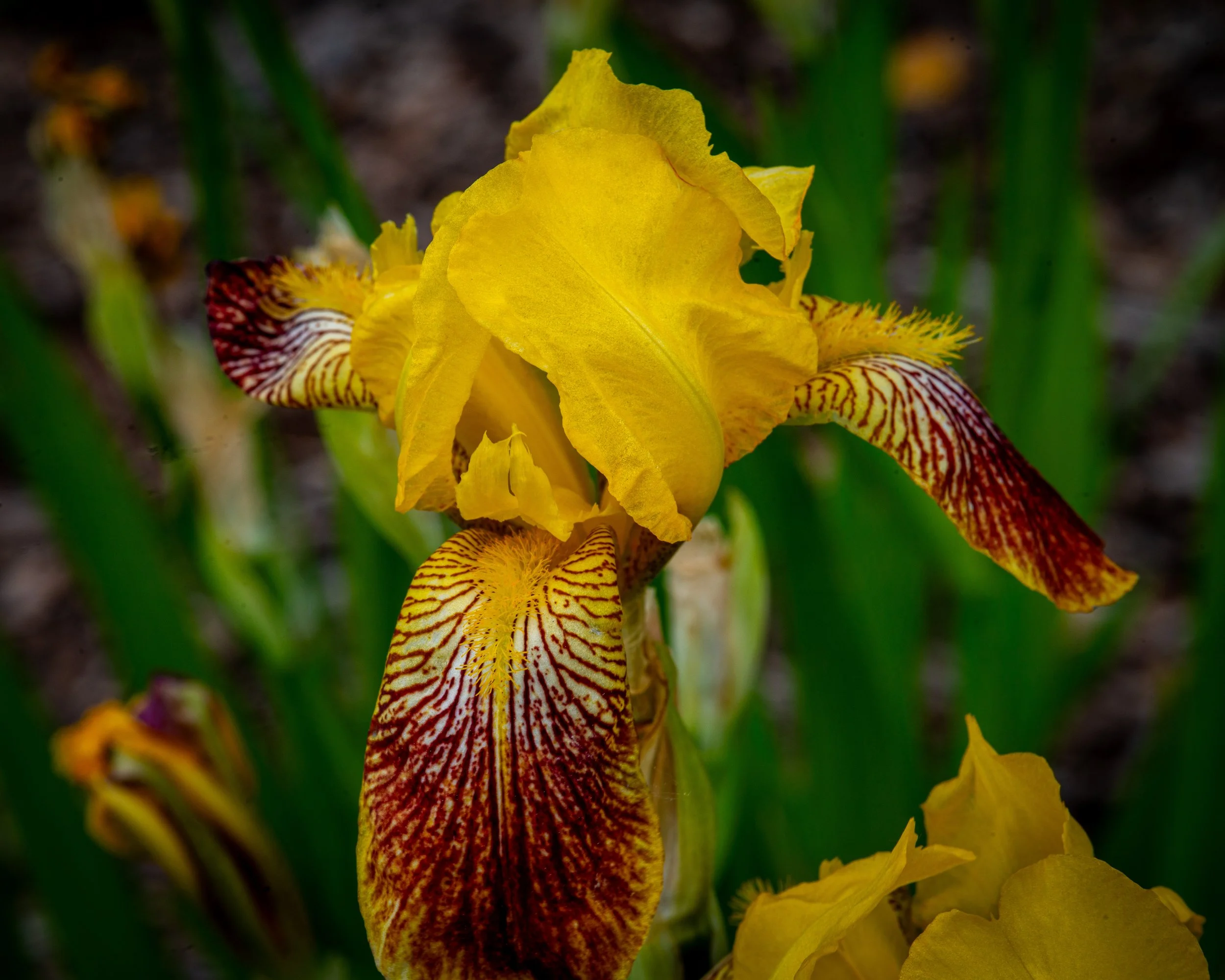 Fernie Flowers-440.jpg