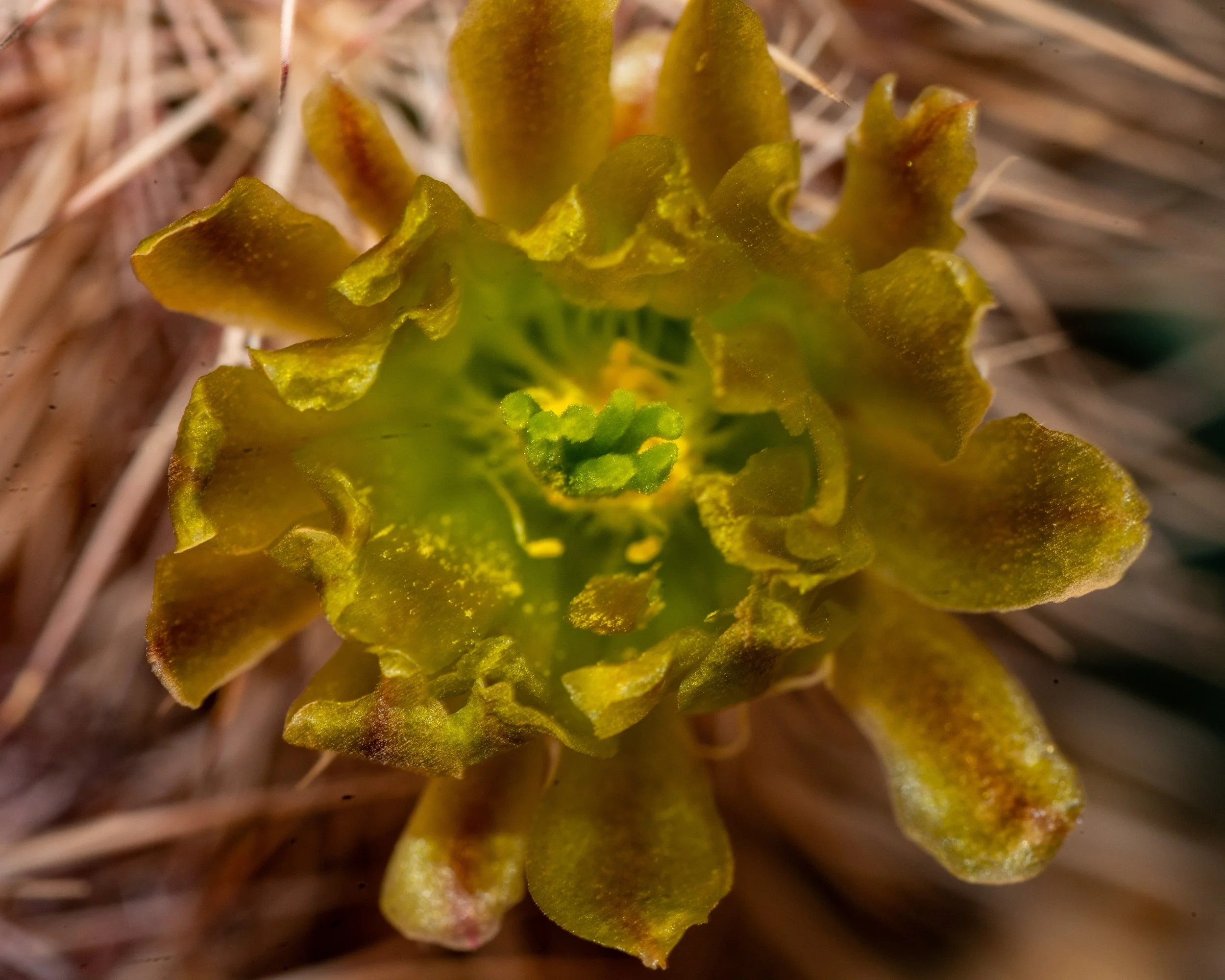 Chihuahuan Desert NC-30.jpg