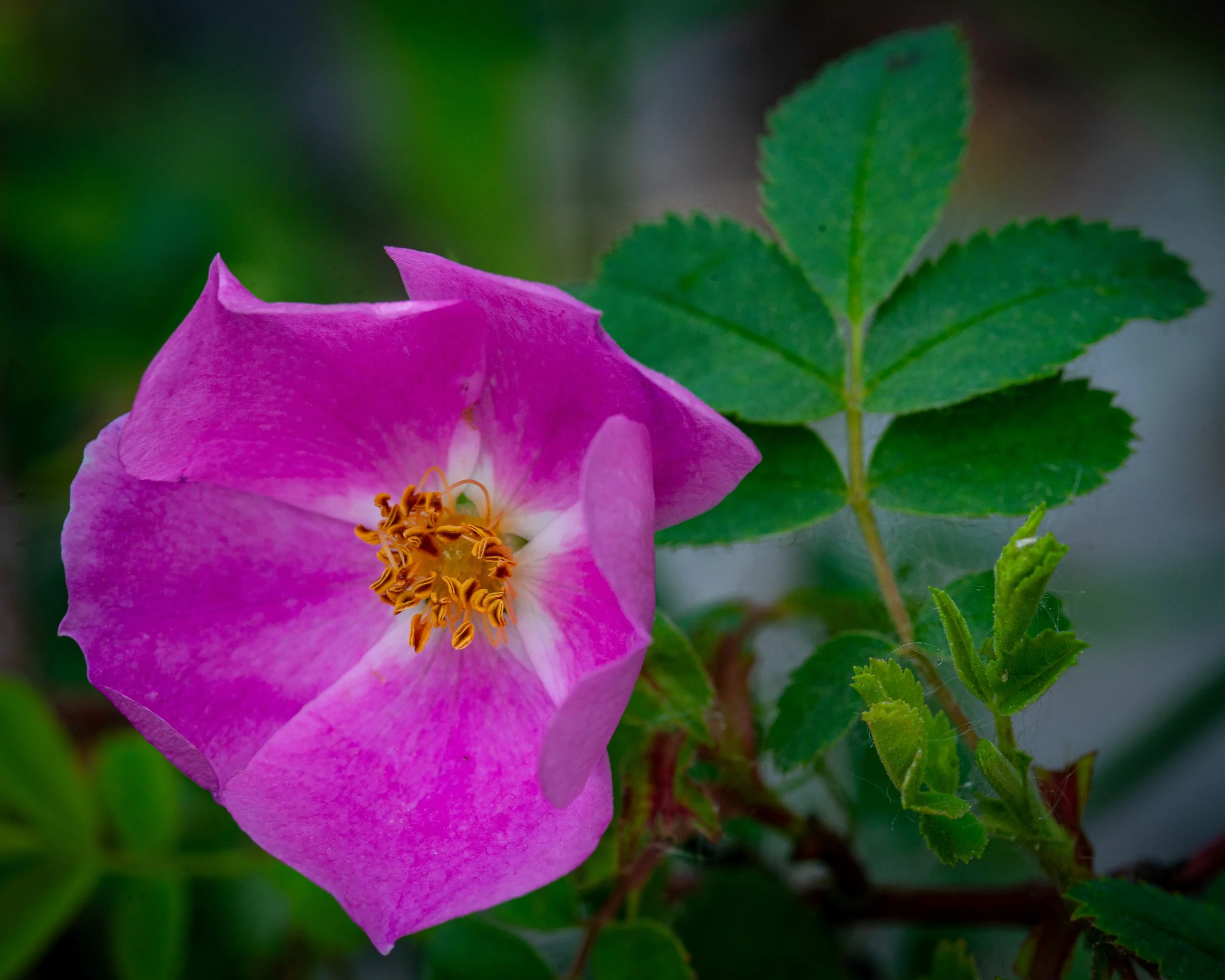 Fernie Flowers-127.jpg