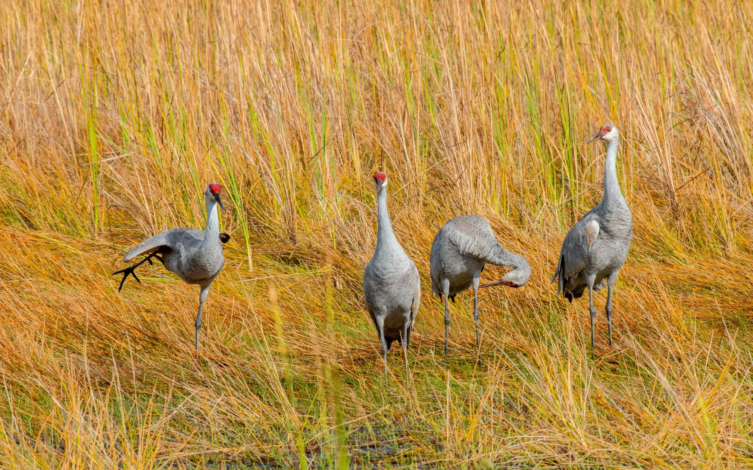 Goose Island SP Birds-353.jpg