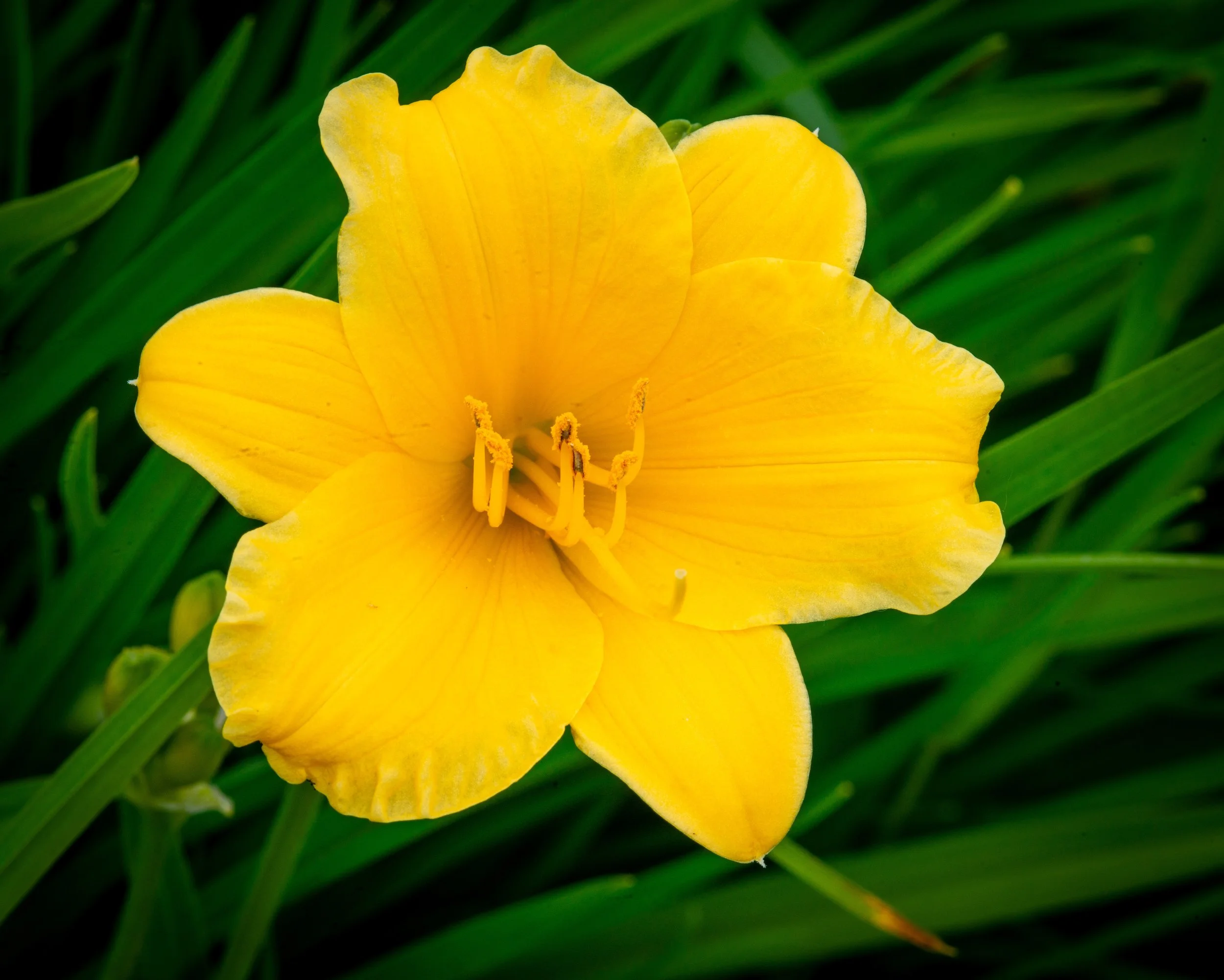 Fernie Flowers-424.jpg