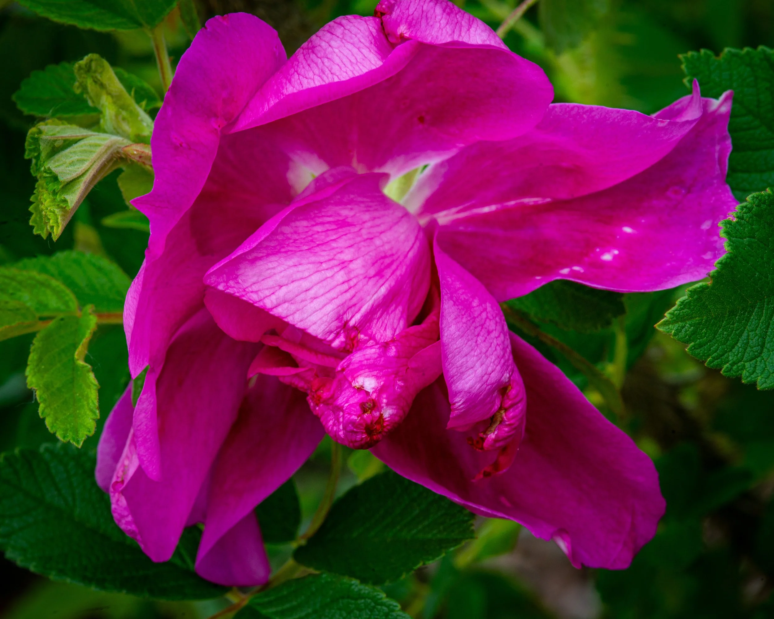 Fernie Flowers-434.jpg