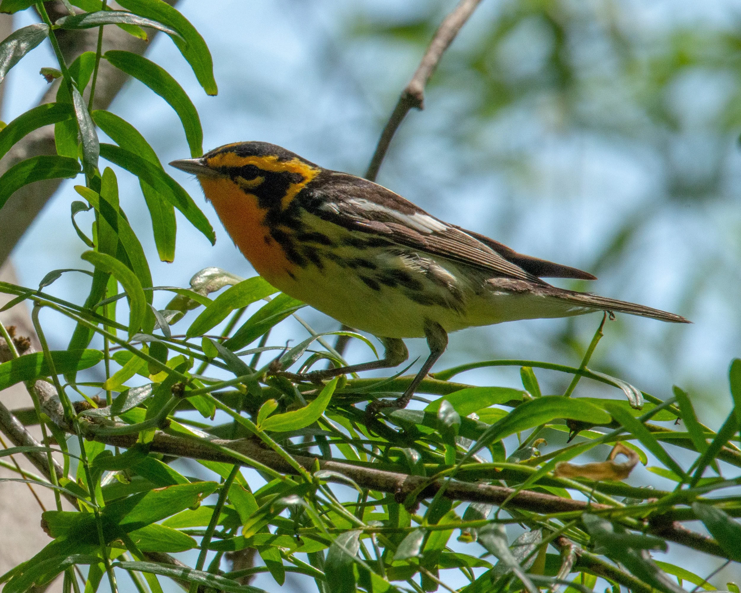 Leonabelle Turnbull BC-80.jpg