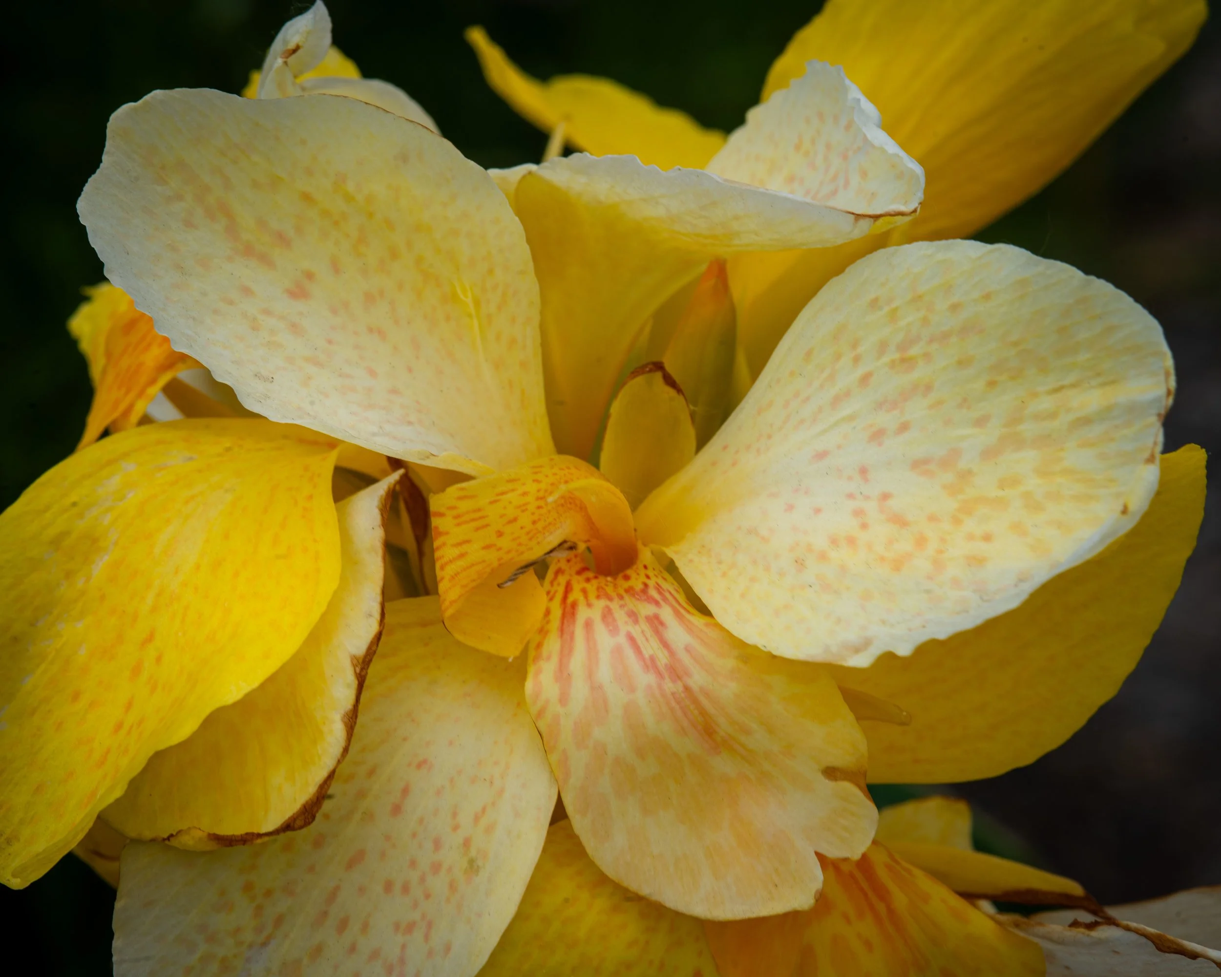 Fernie Flowers-469.jpg