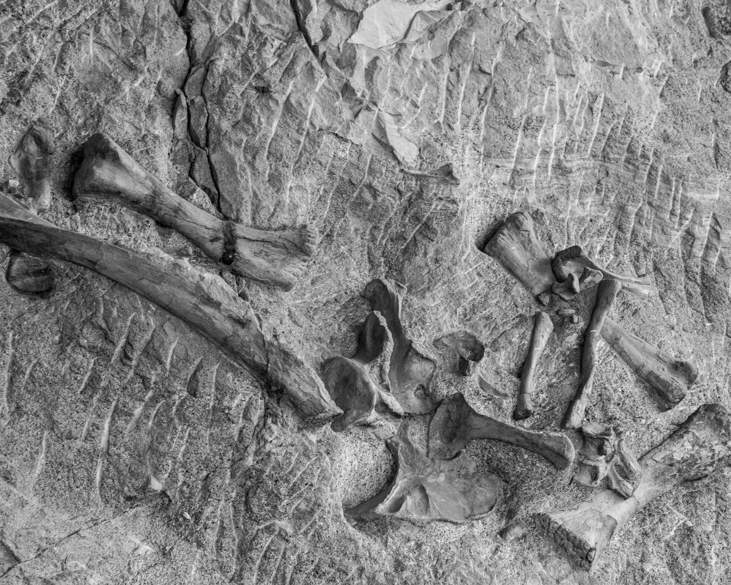Dinosaur NM-80.jpg