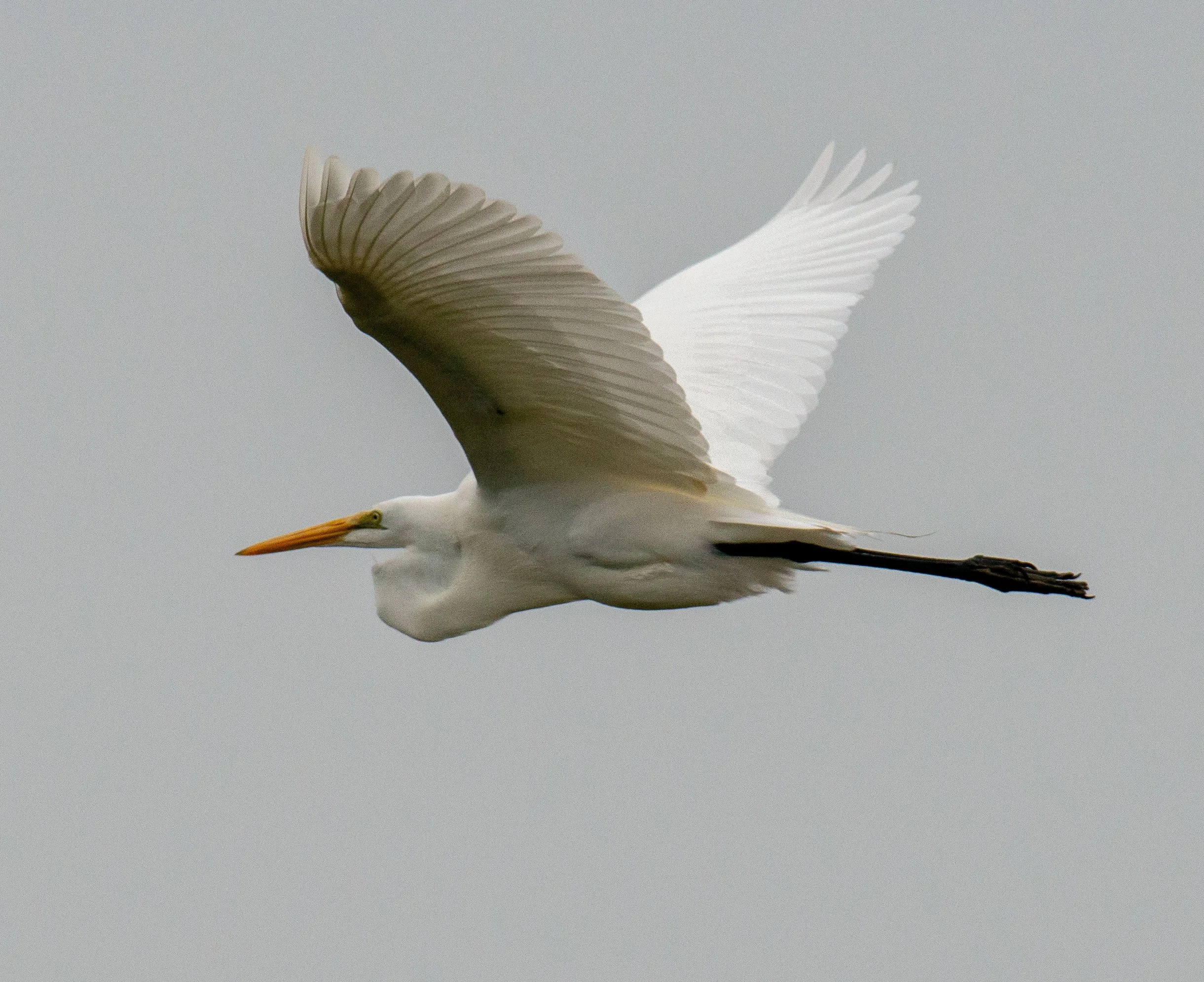 Port Aransas Birds-87.jpg