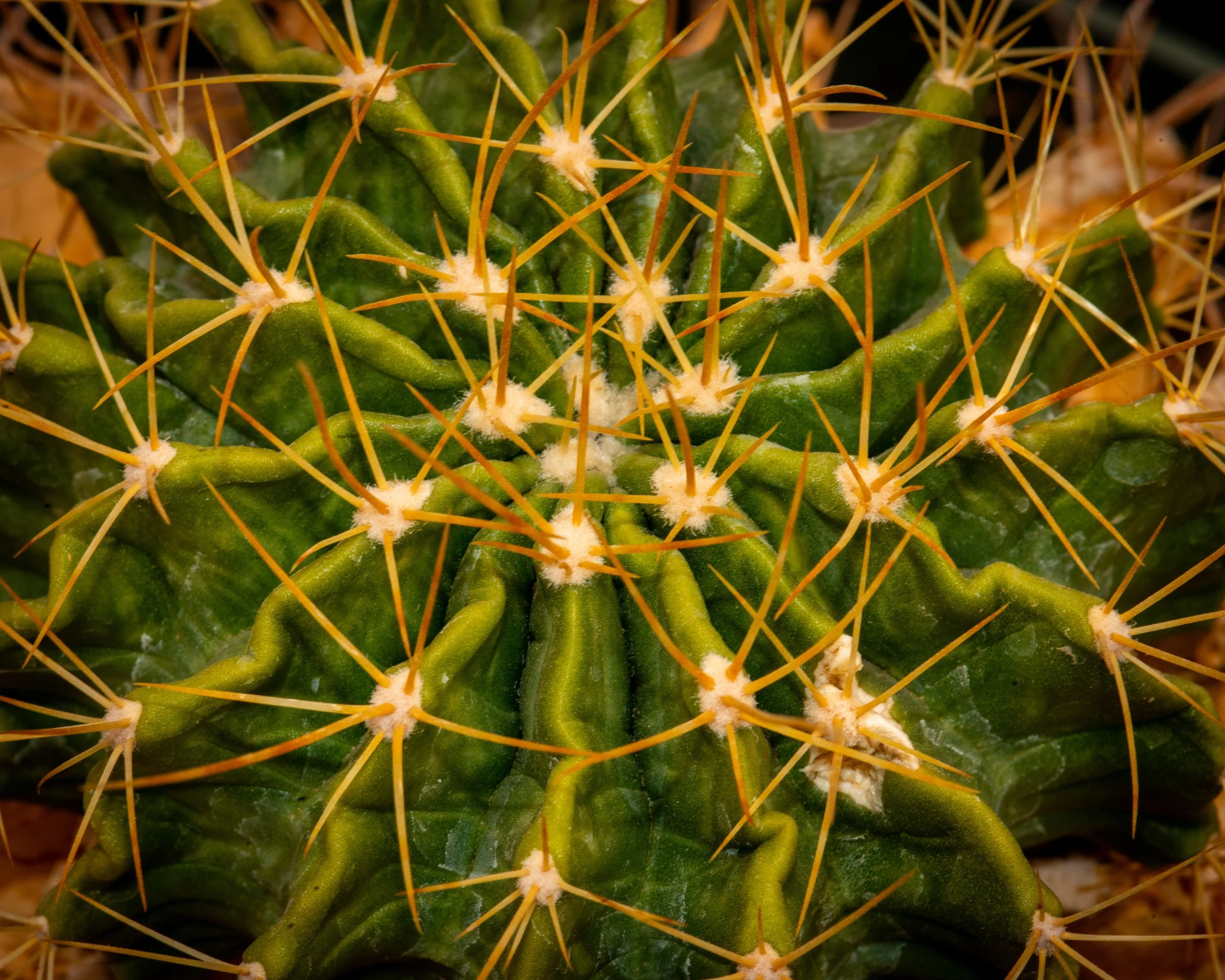 Chihuahuan Desert NC-119.jpg