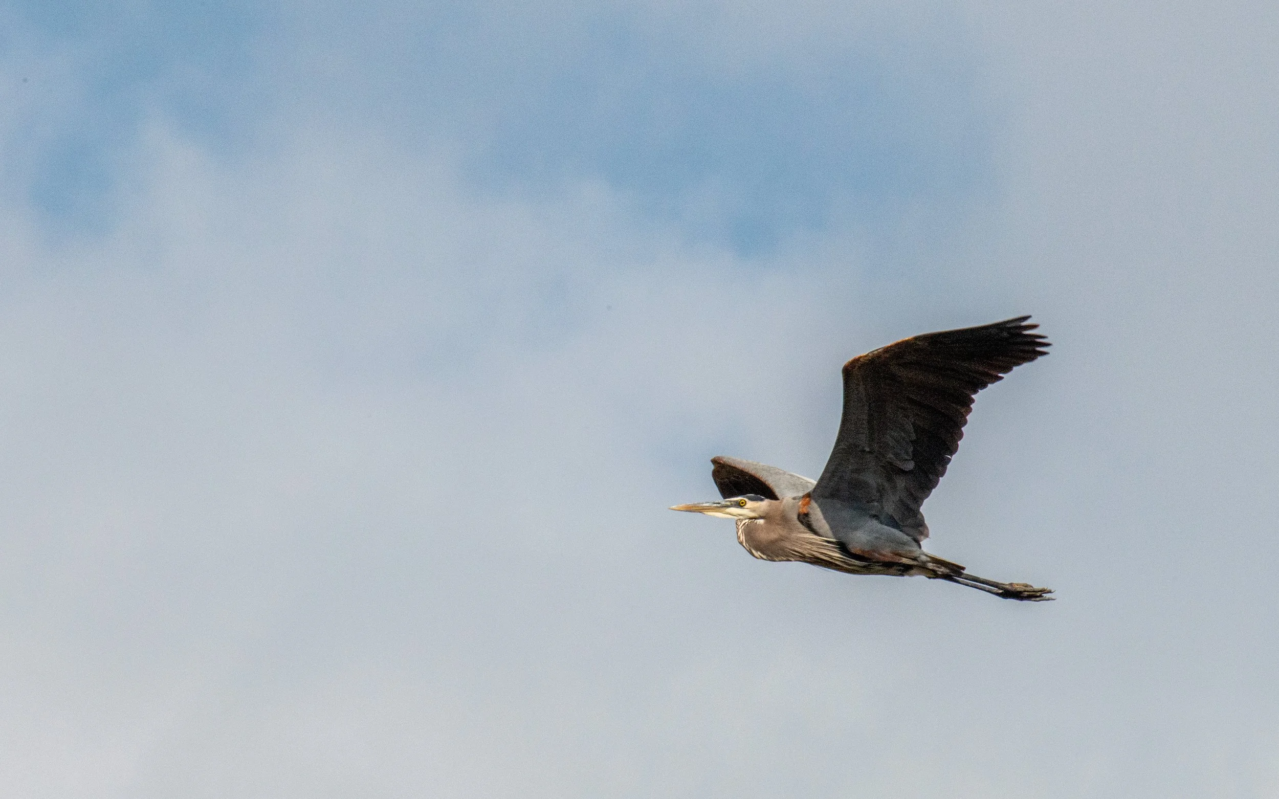 Goose Island SP Birds-397-2.jpg