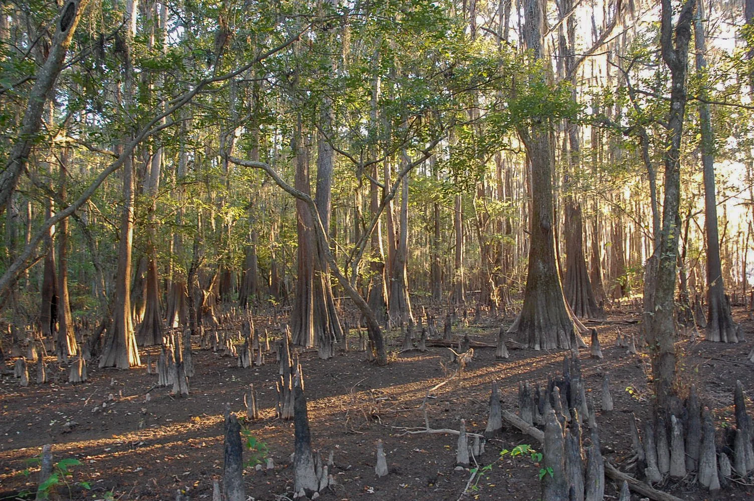 Caddo Lake