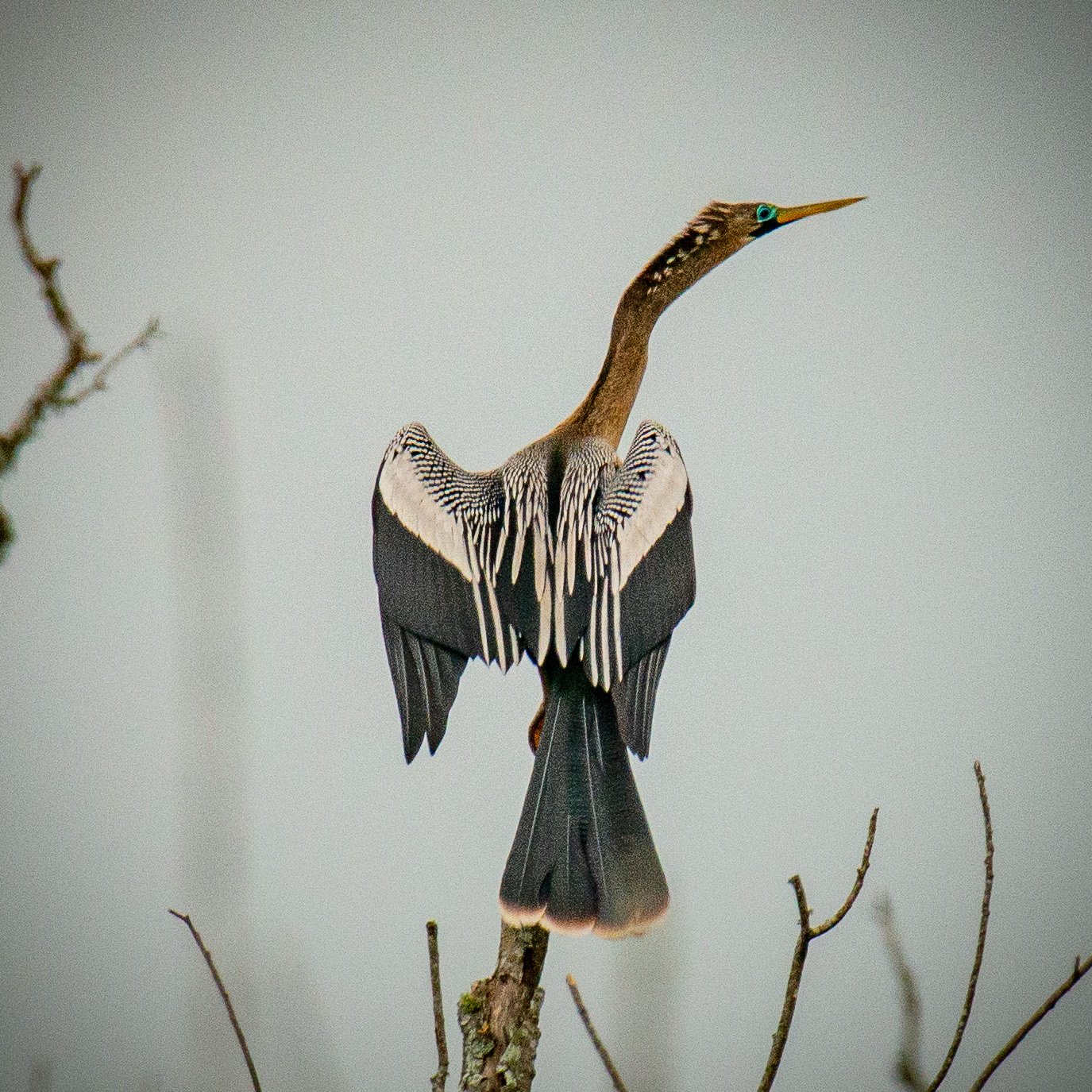 Jeansonne Photography-Anhinga-7.jpg