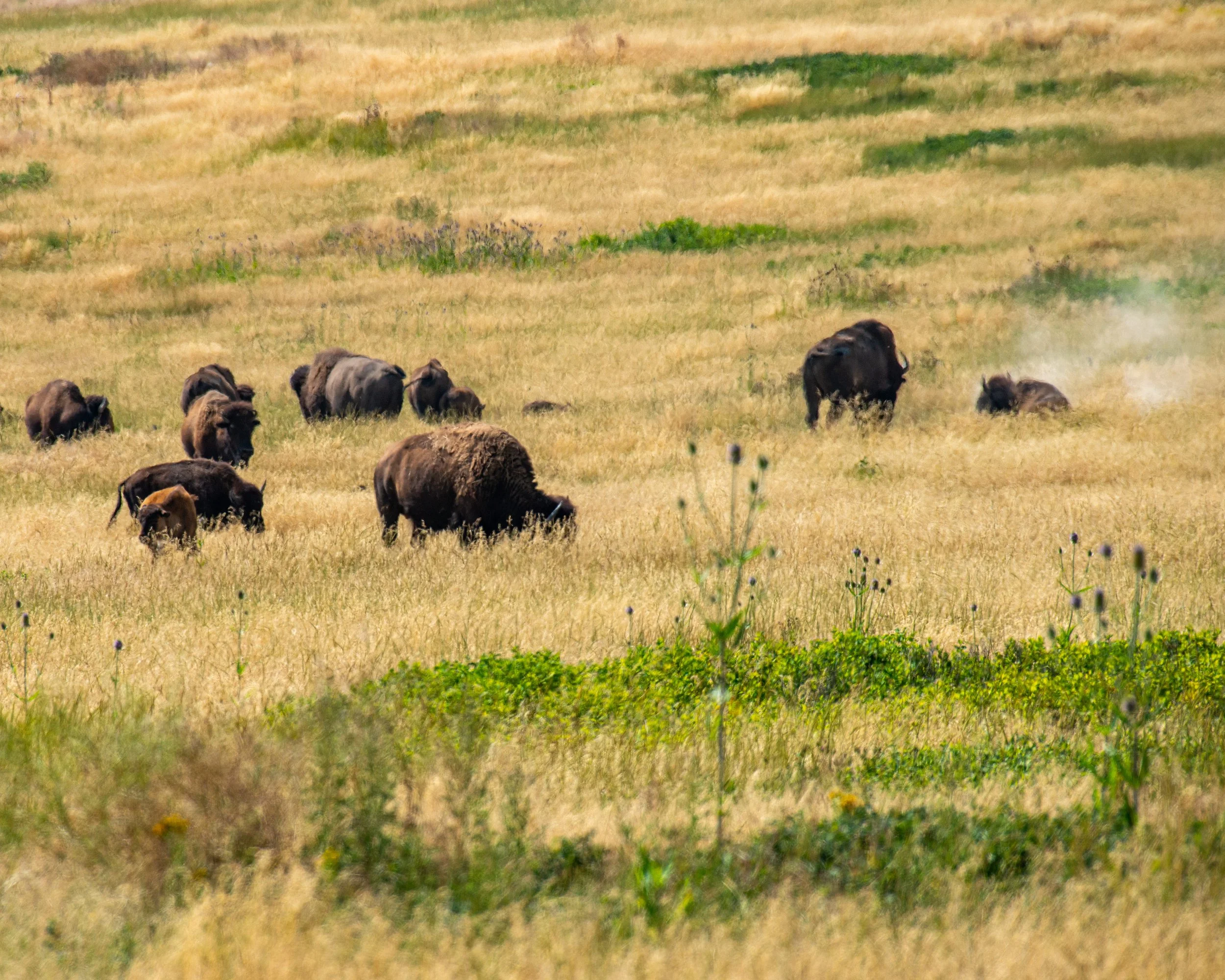 CSKT Bison Range-82.jpg