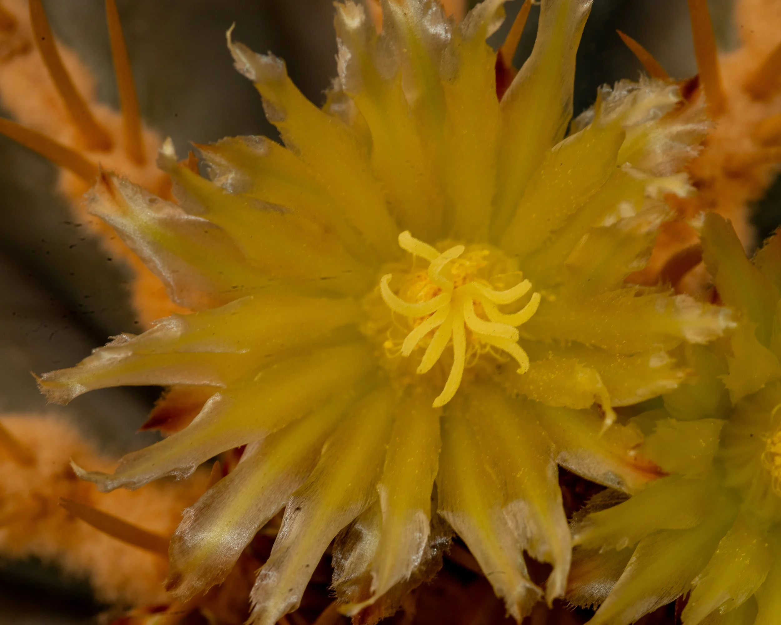 Chihuahuan Desert NC-58.jpg