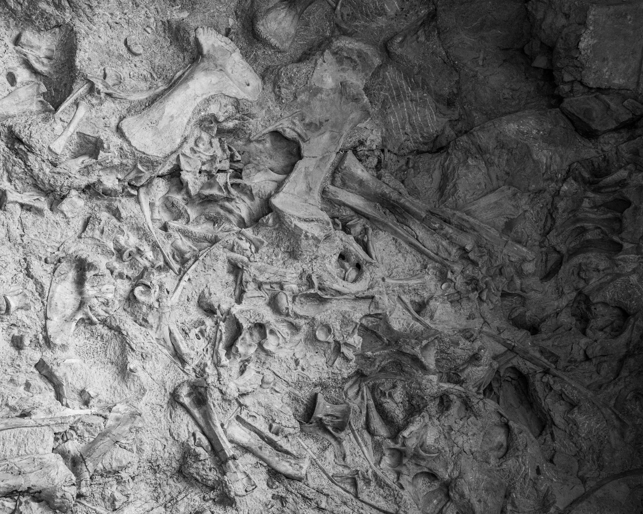 Dinosaur NM-85.jpg