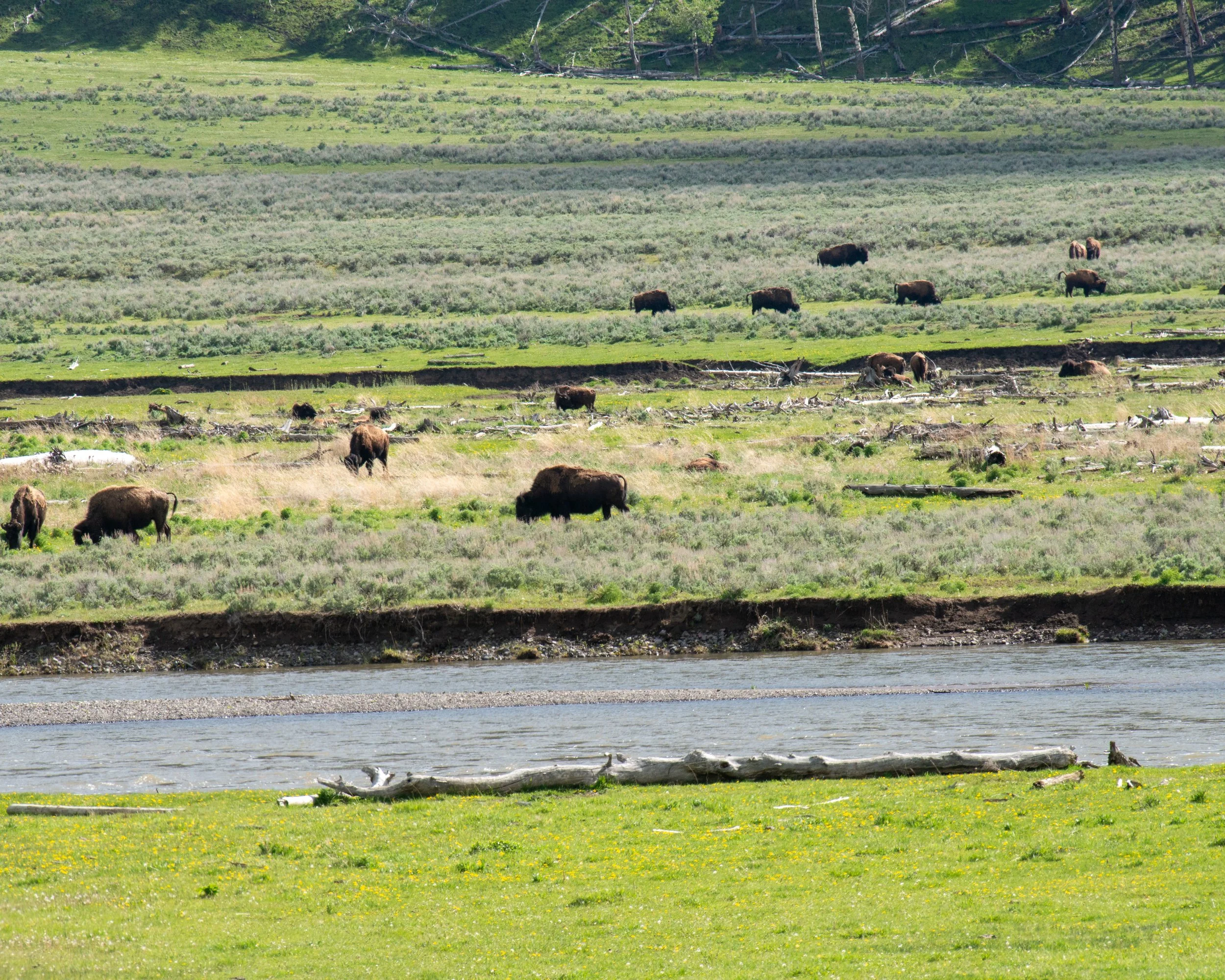 Yellowstone NP-924.jpg