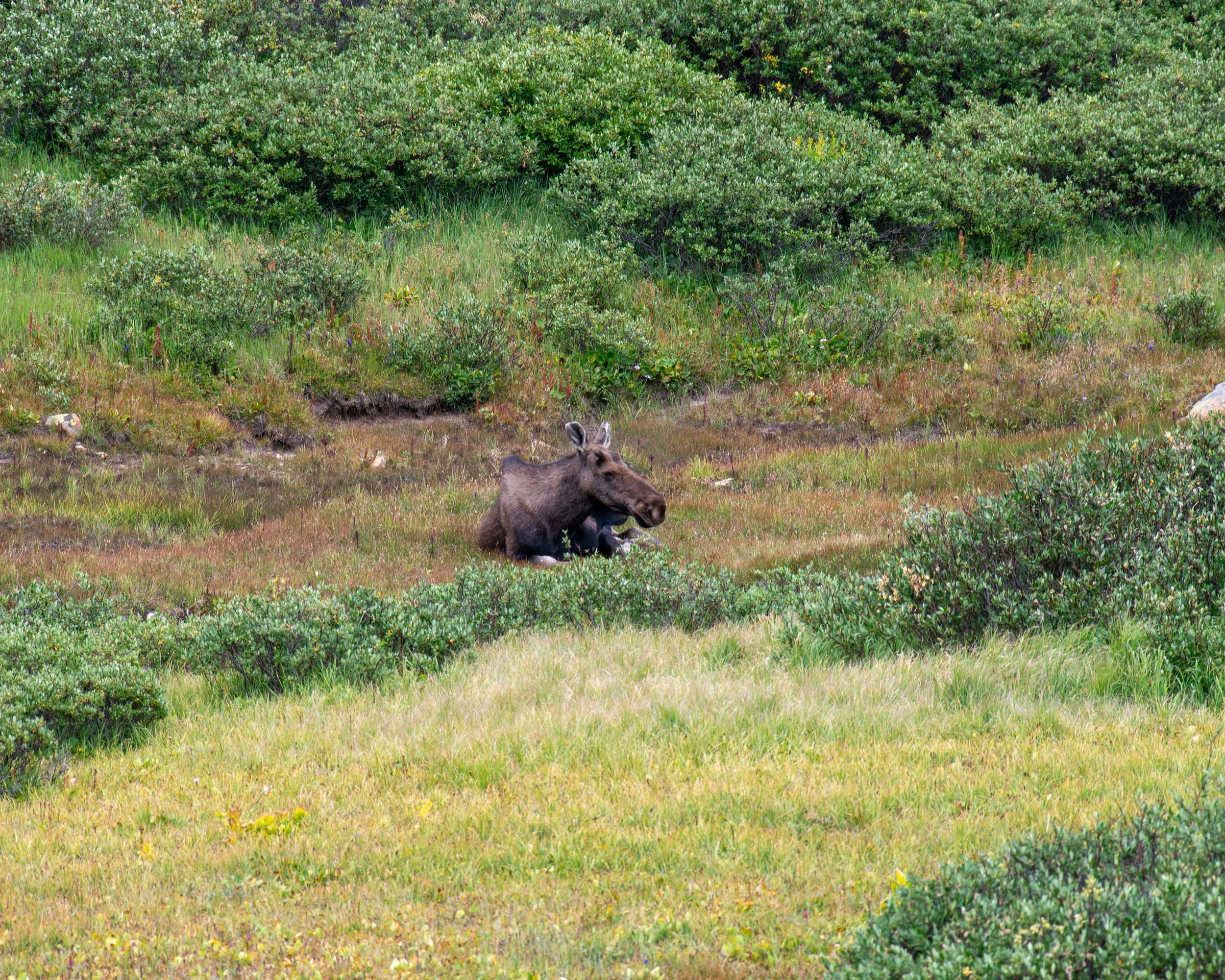 Cottonwood Pass-138.jpg