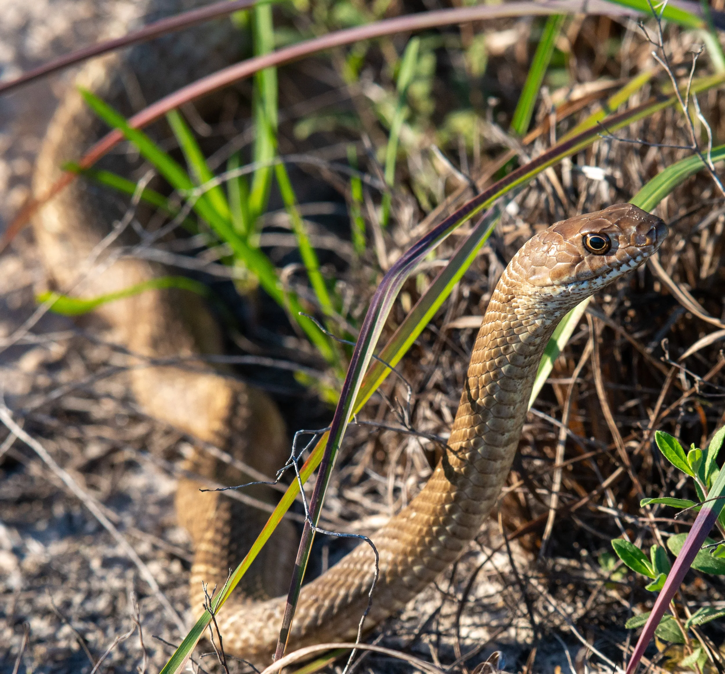 Packery Channel Oak Motte-059.jpg