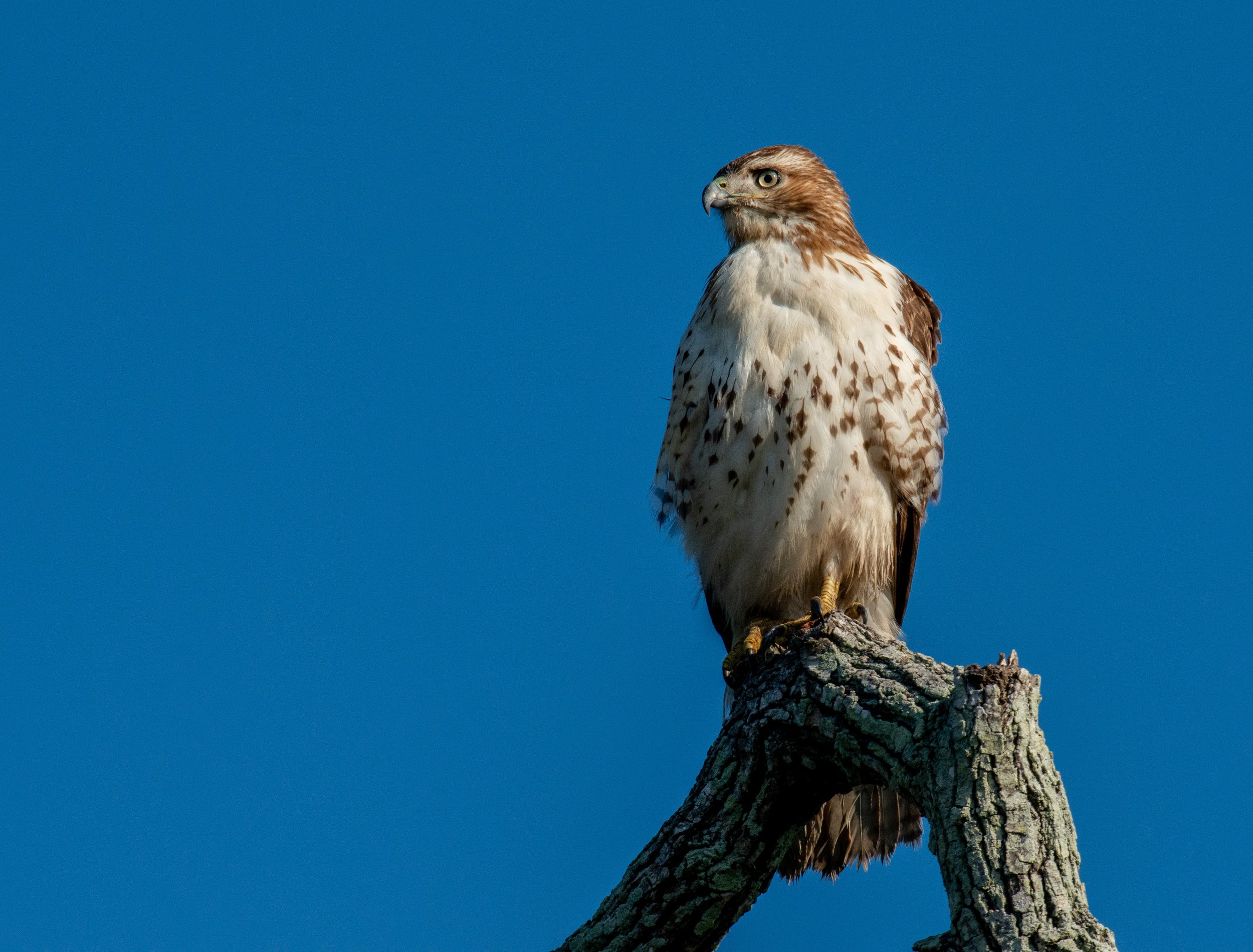 Big Tree Birds-127.jpg