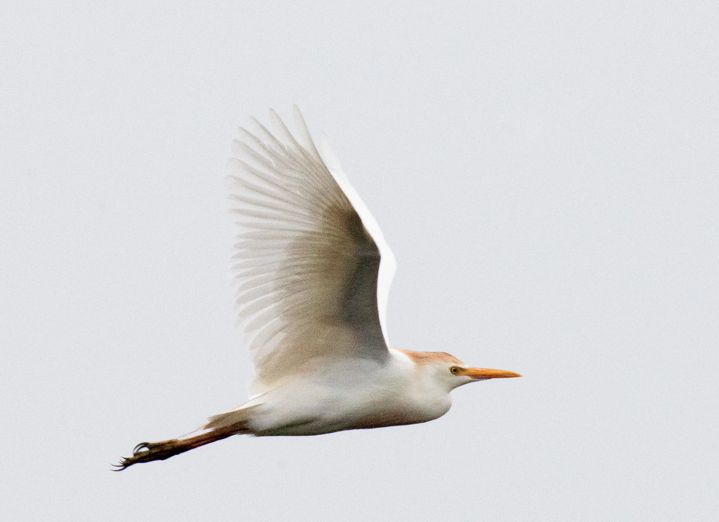Brazos Bend SP-243.jpg