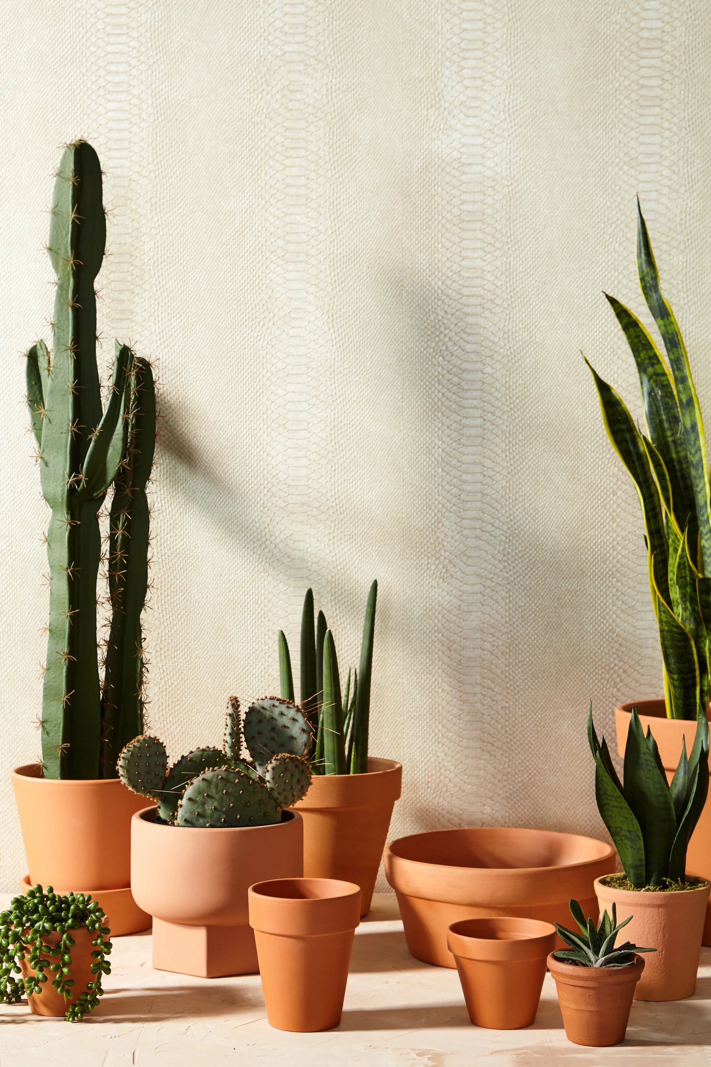 janelleplants.jpg