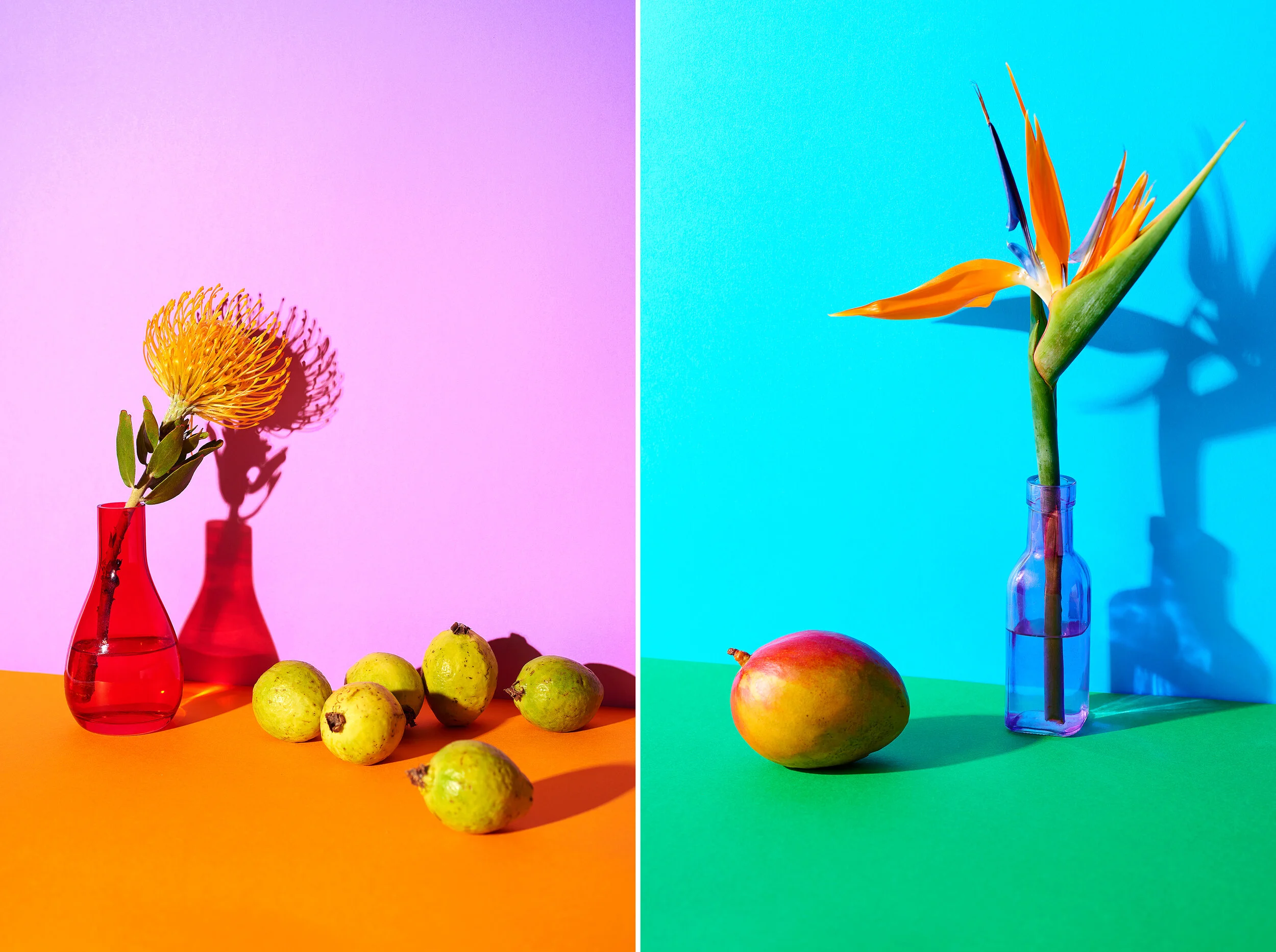 fruitplant.jpg